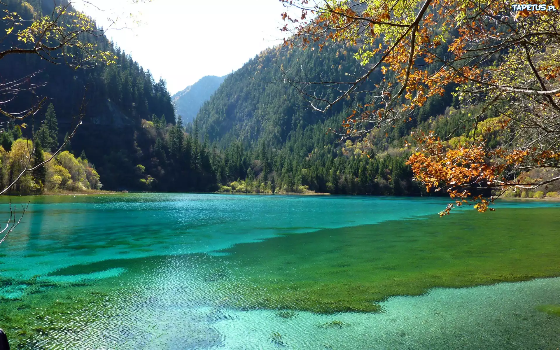 Trkusowe, Jezioro, Góry, Lasy