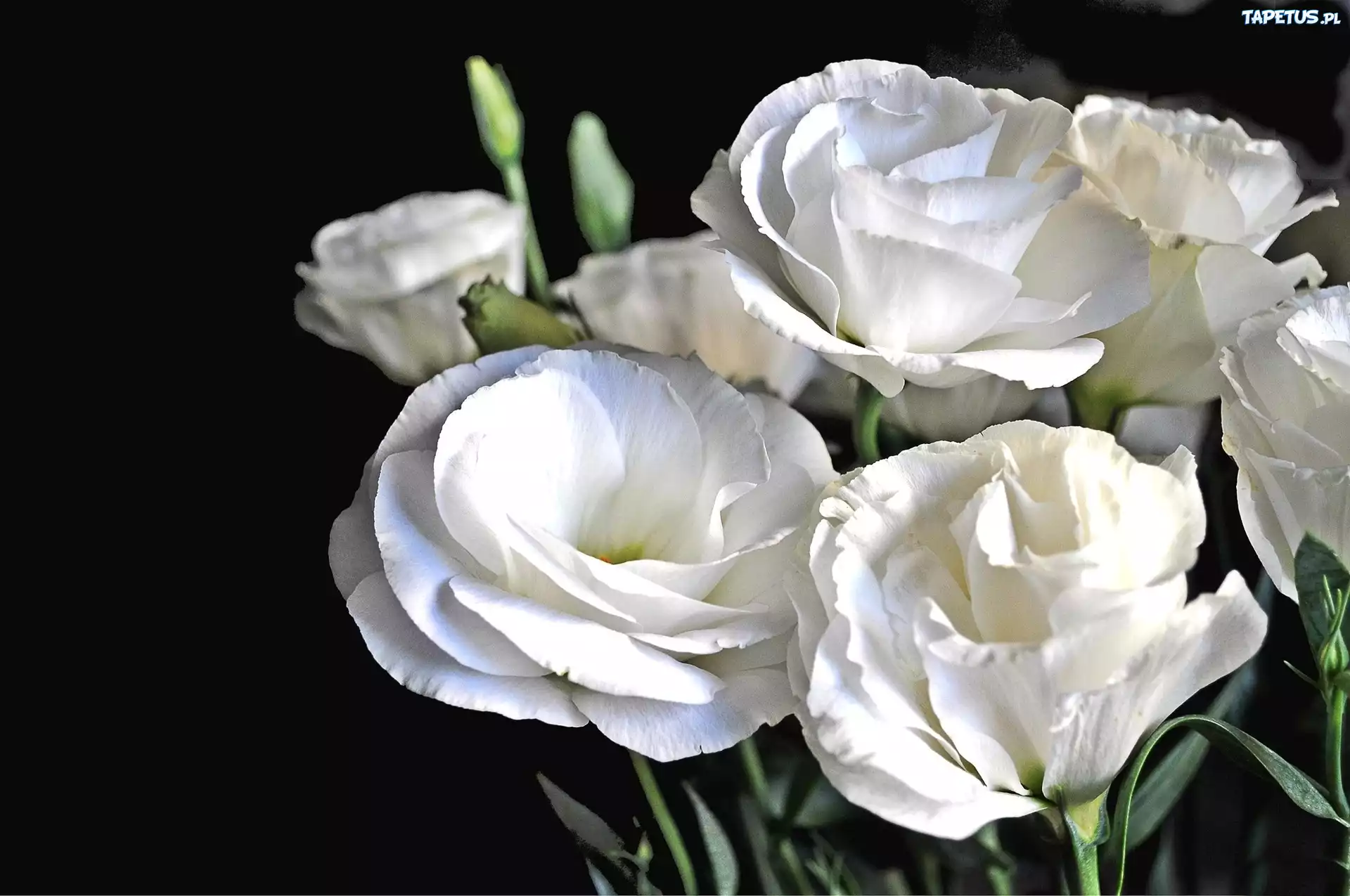 Eustoma, Białe, Kwiaty