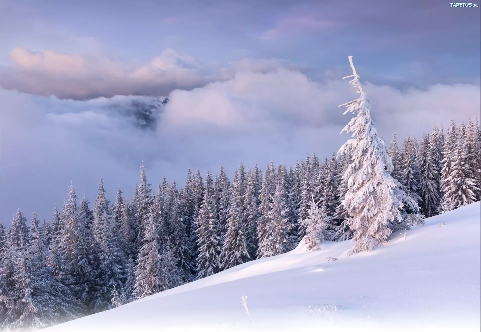 Chmury, Las, Śnieg, Zima