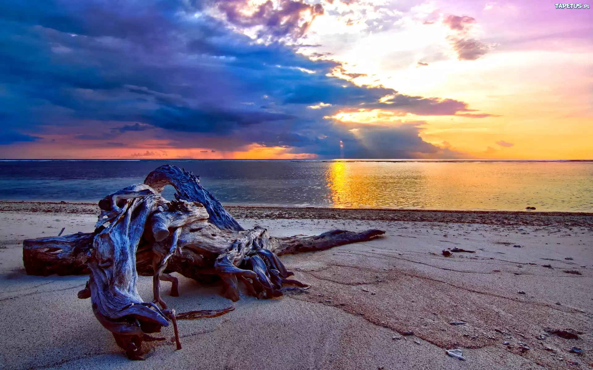 Zachód Słońca, Morze, Plaża, Konar, Drzewa