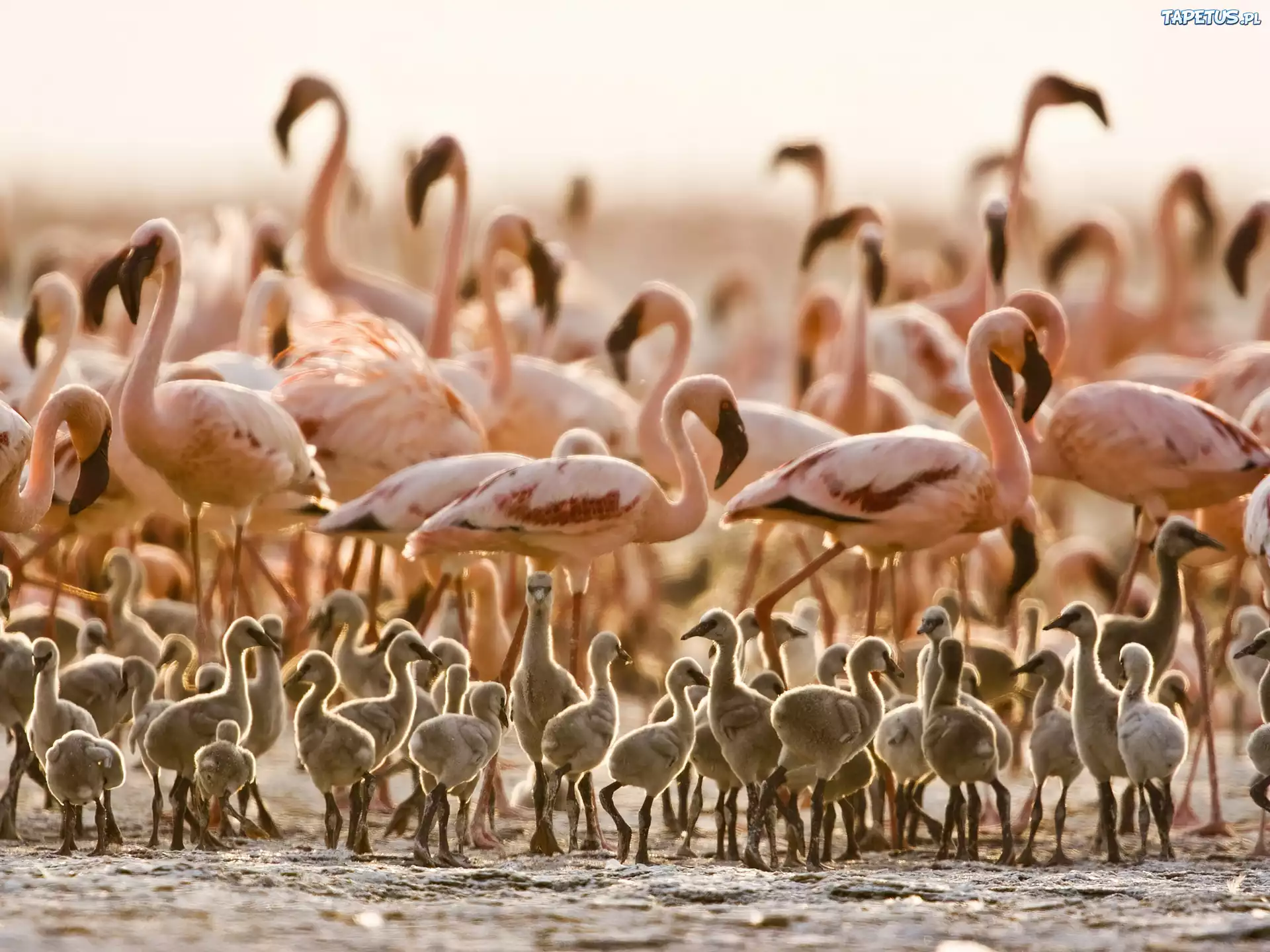 Flamingi, Pisklęta, Tanzania