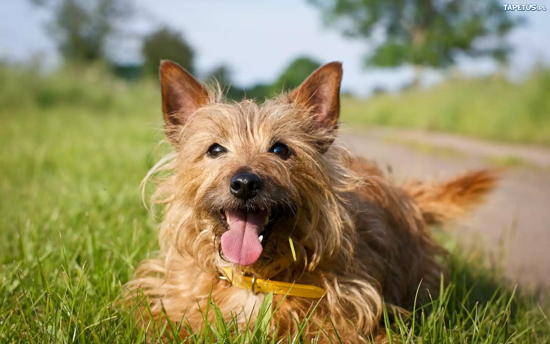 Piesek, Terrier, Łąka