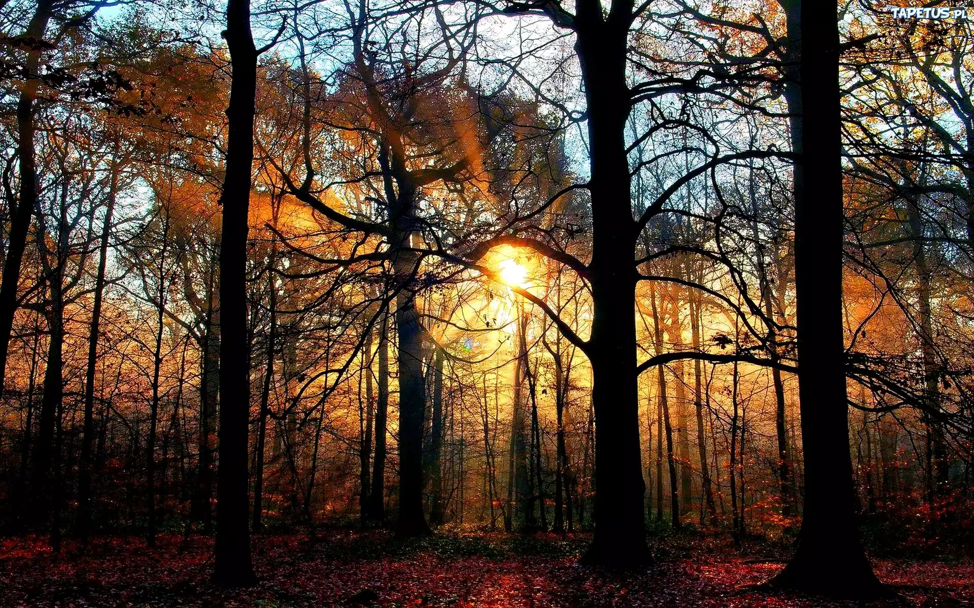 Promienie Słońca, Las, Jesień