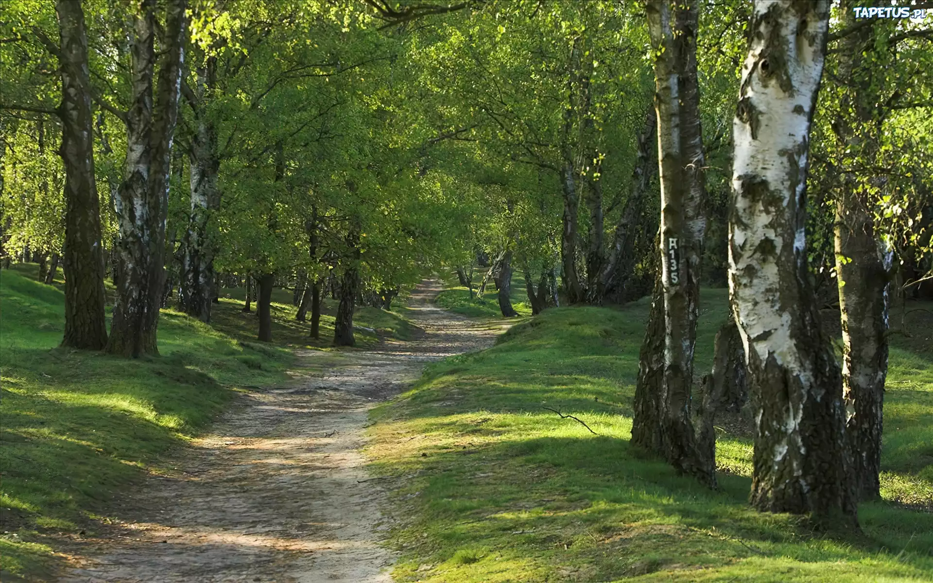 Las, Brzozy, Ścieżka