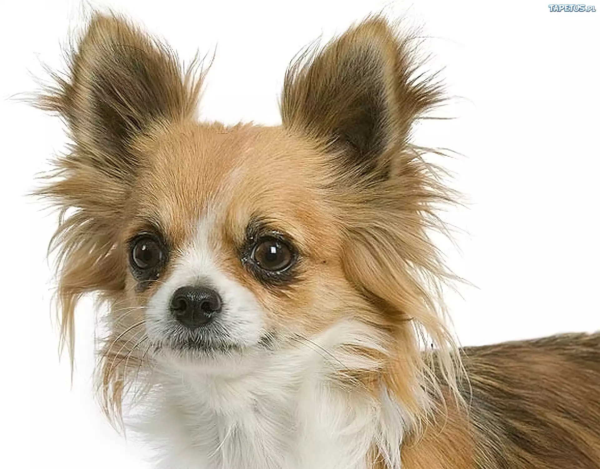 Pies, Chihuahua