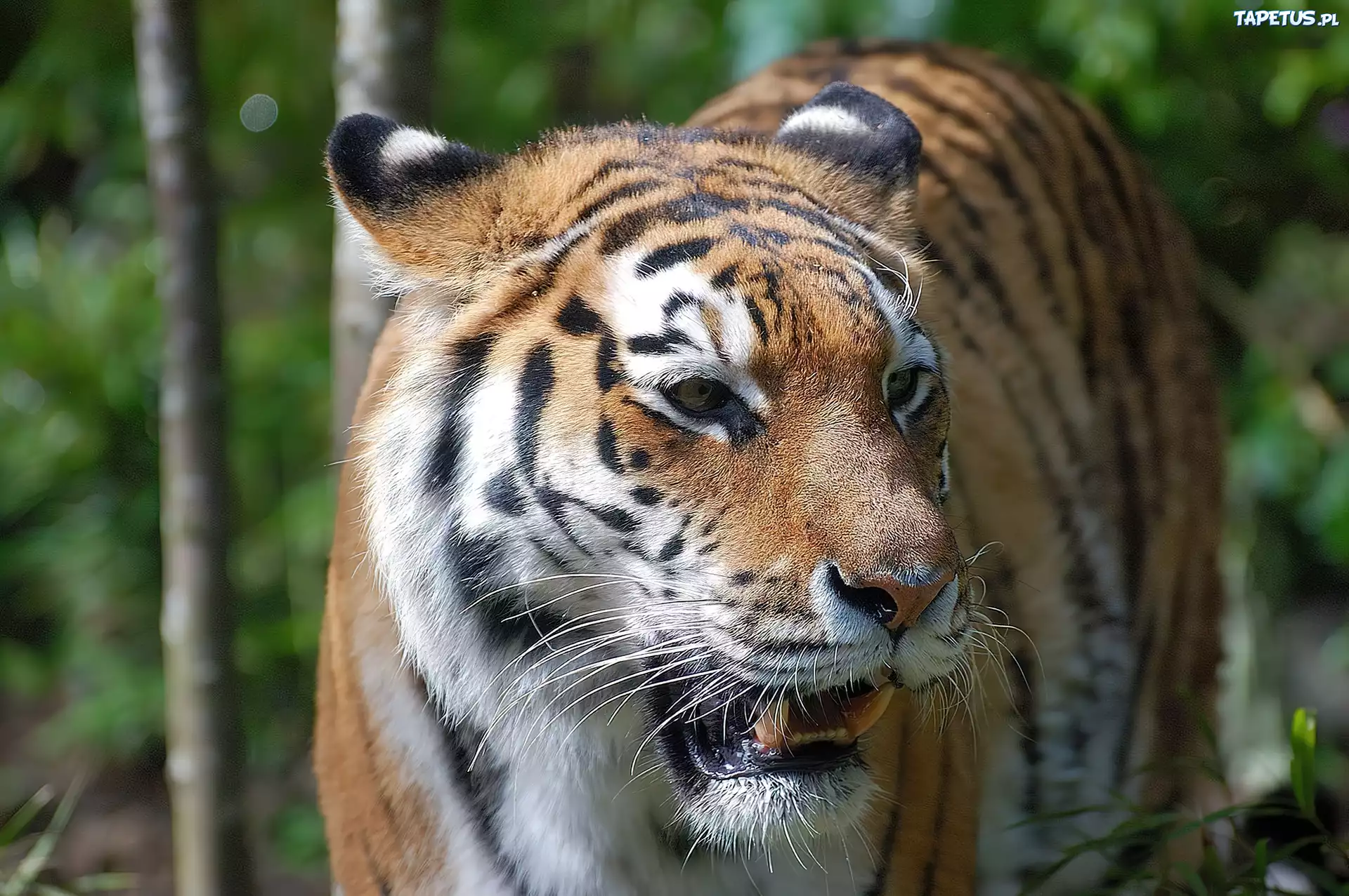Groźny, Tygrys, Zoo