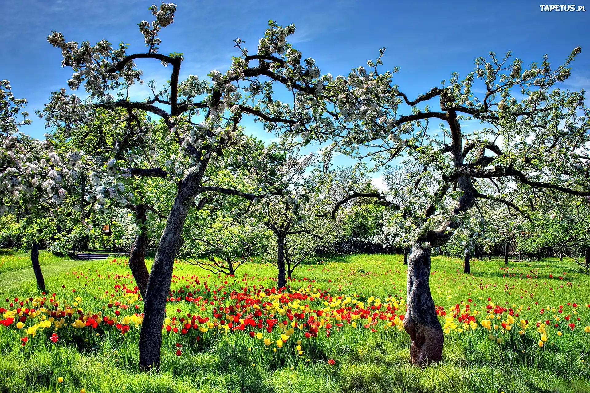 Drzewa, Tulipany, Trawa