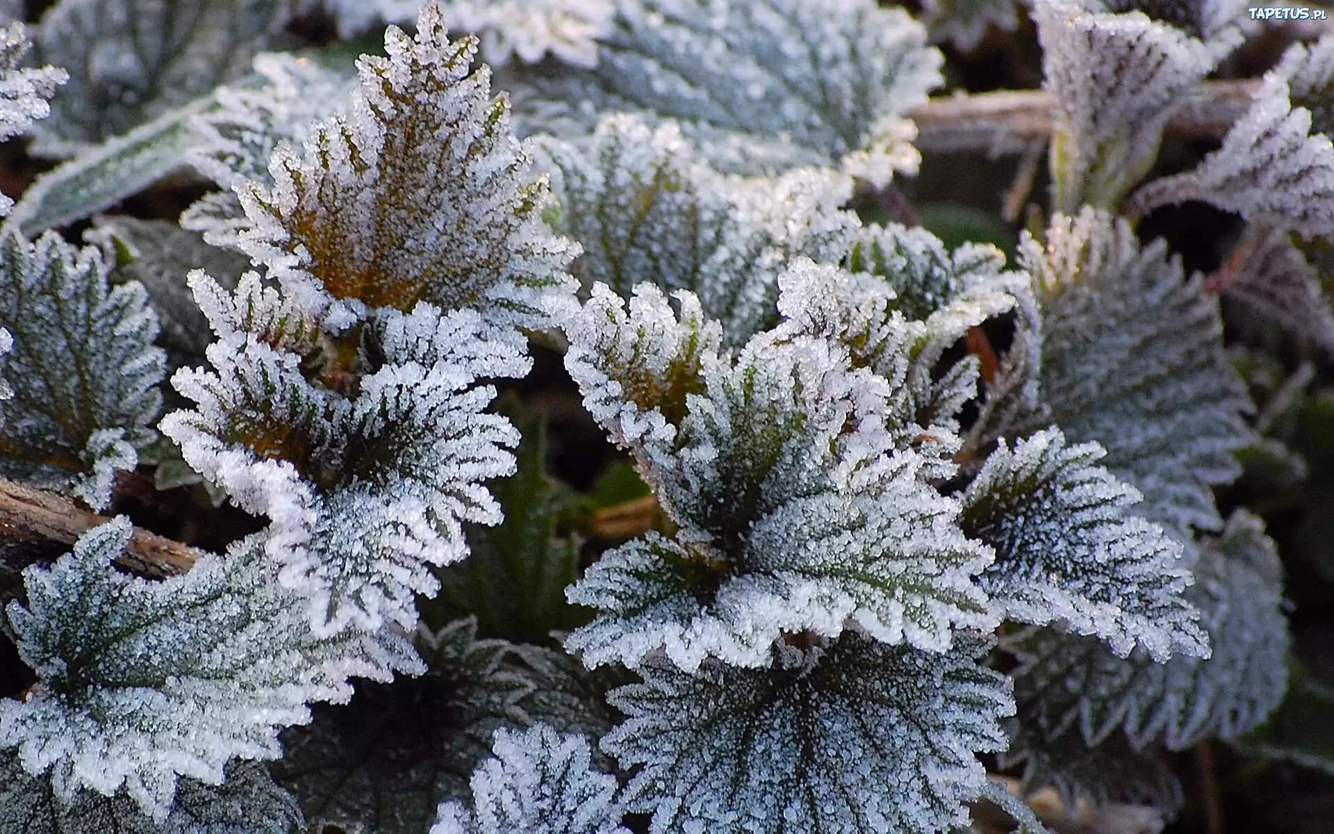 Цинерария. Цинерария Приморская. Бегония November Frost. Цинерария летний иней.