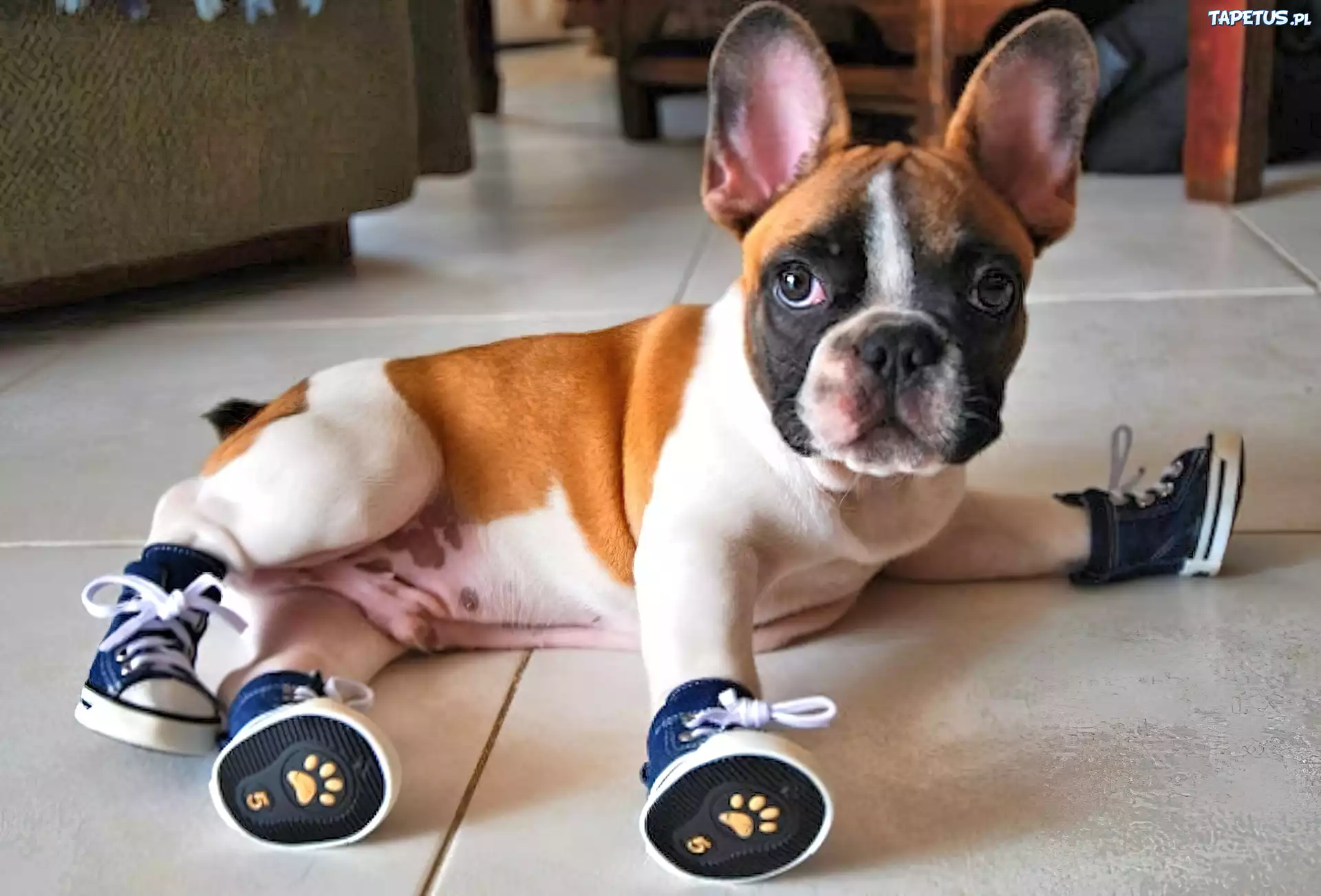 Pies, Trampki, Buldog francuski
