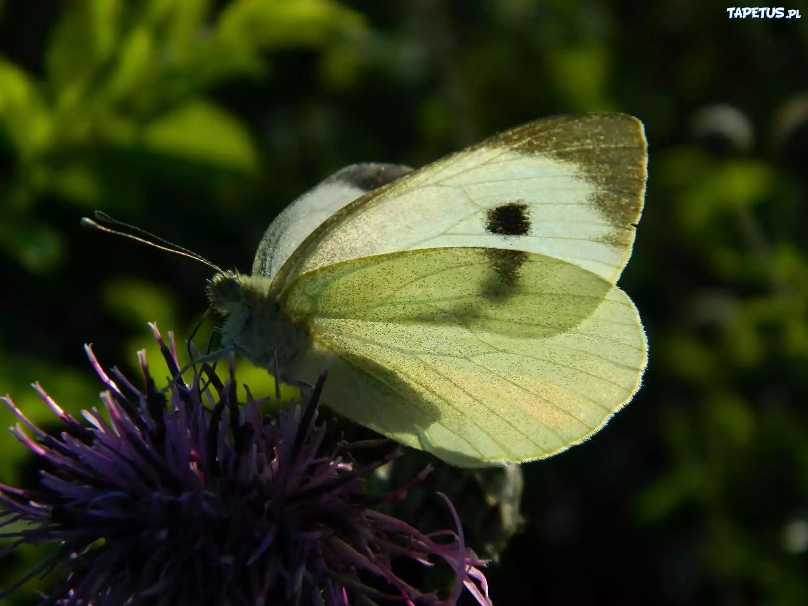 Motyl, Bielinek, Kwiat