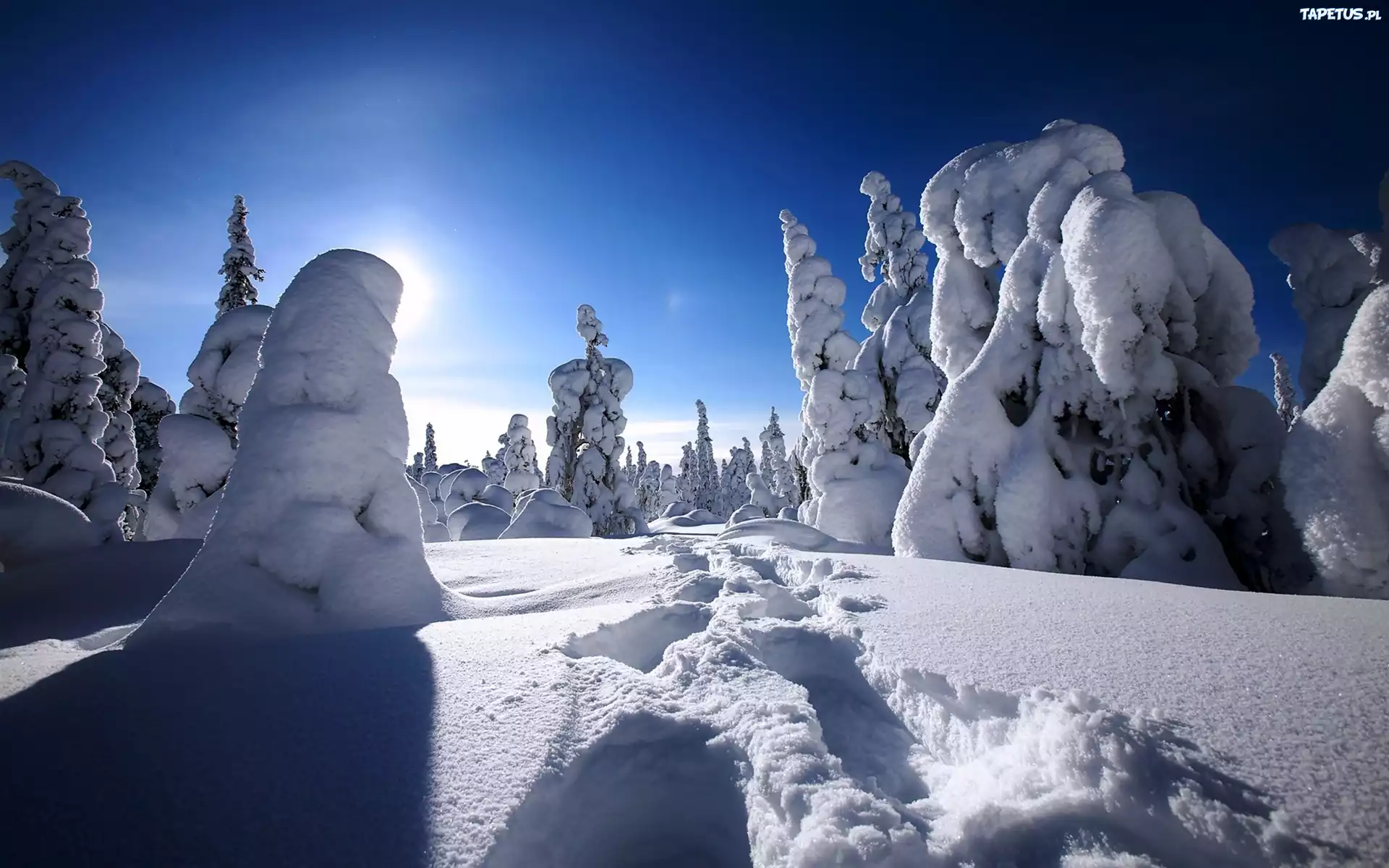 Choinki, Śnieg, Niebo