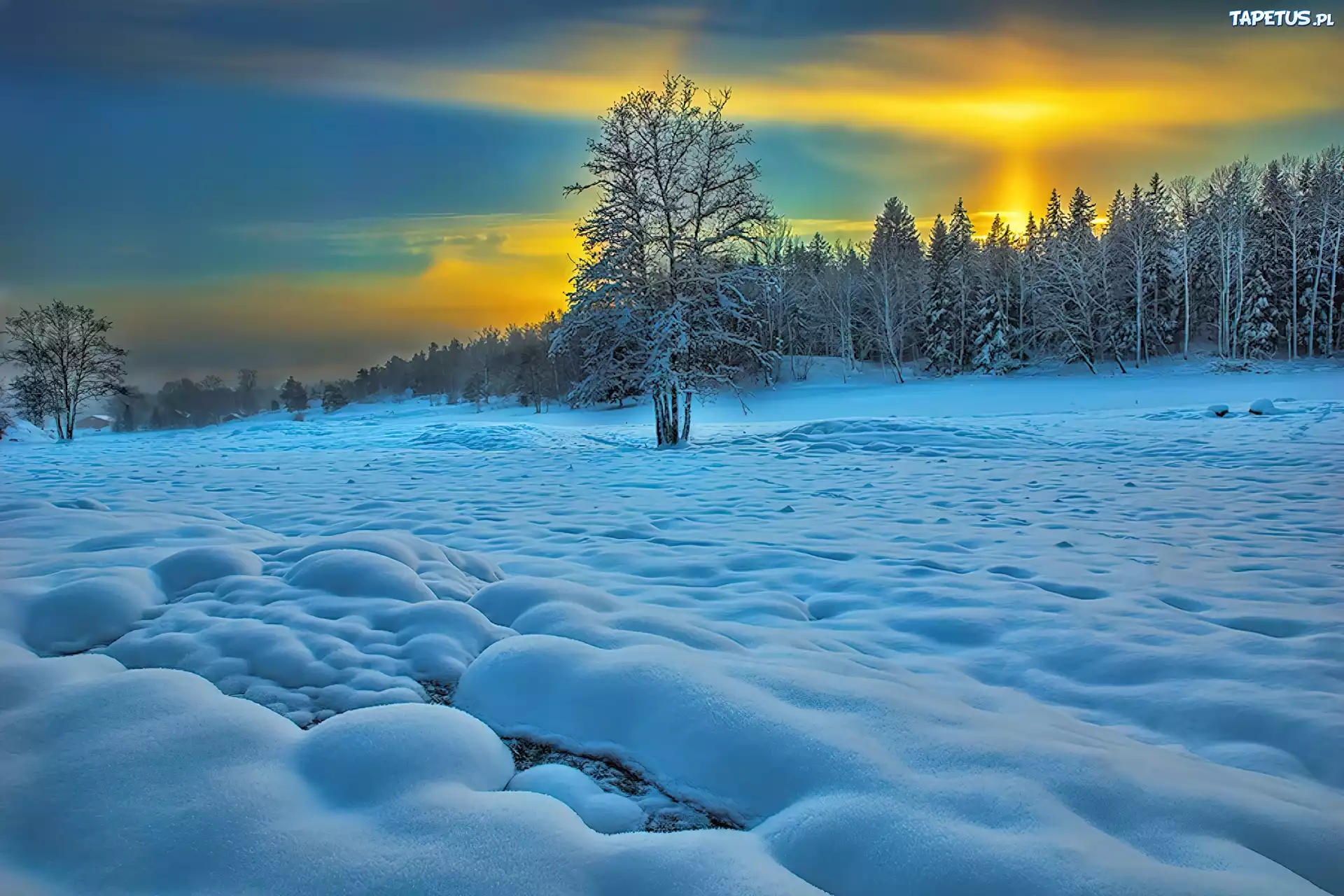 Zachód, Słońca, Las, Śnieg, Zima