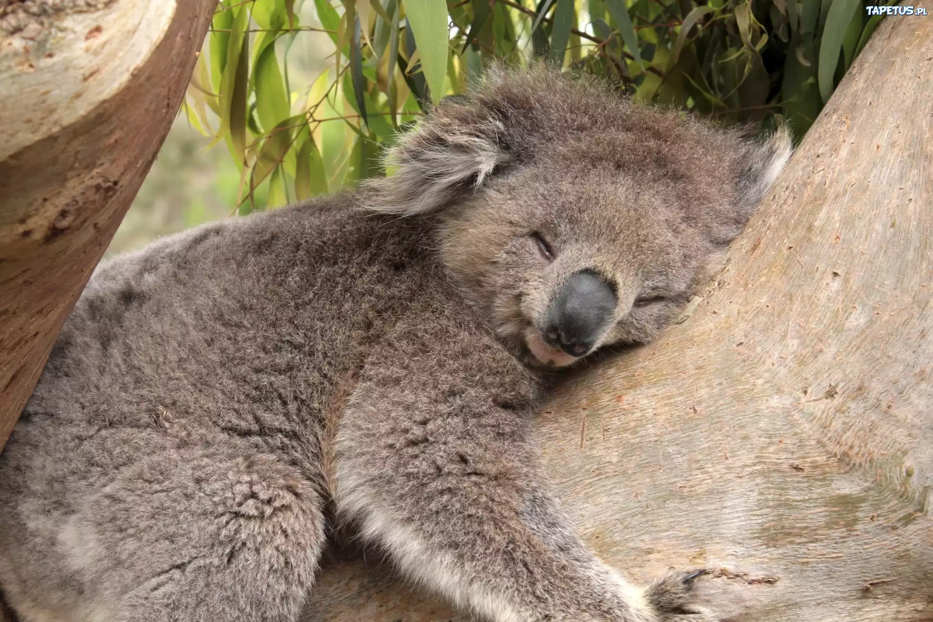 Śpiący, Miś, Koala