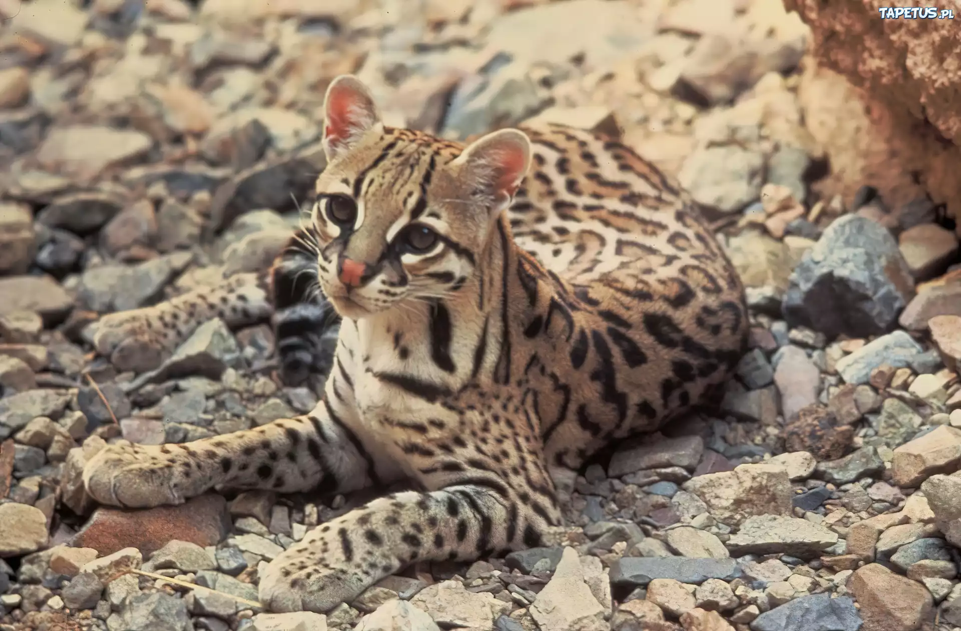 Młody, Ocelot, Kamienie