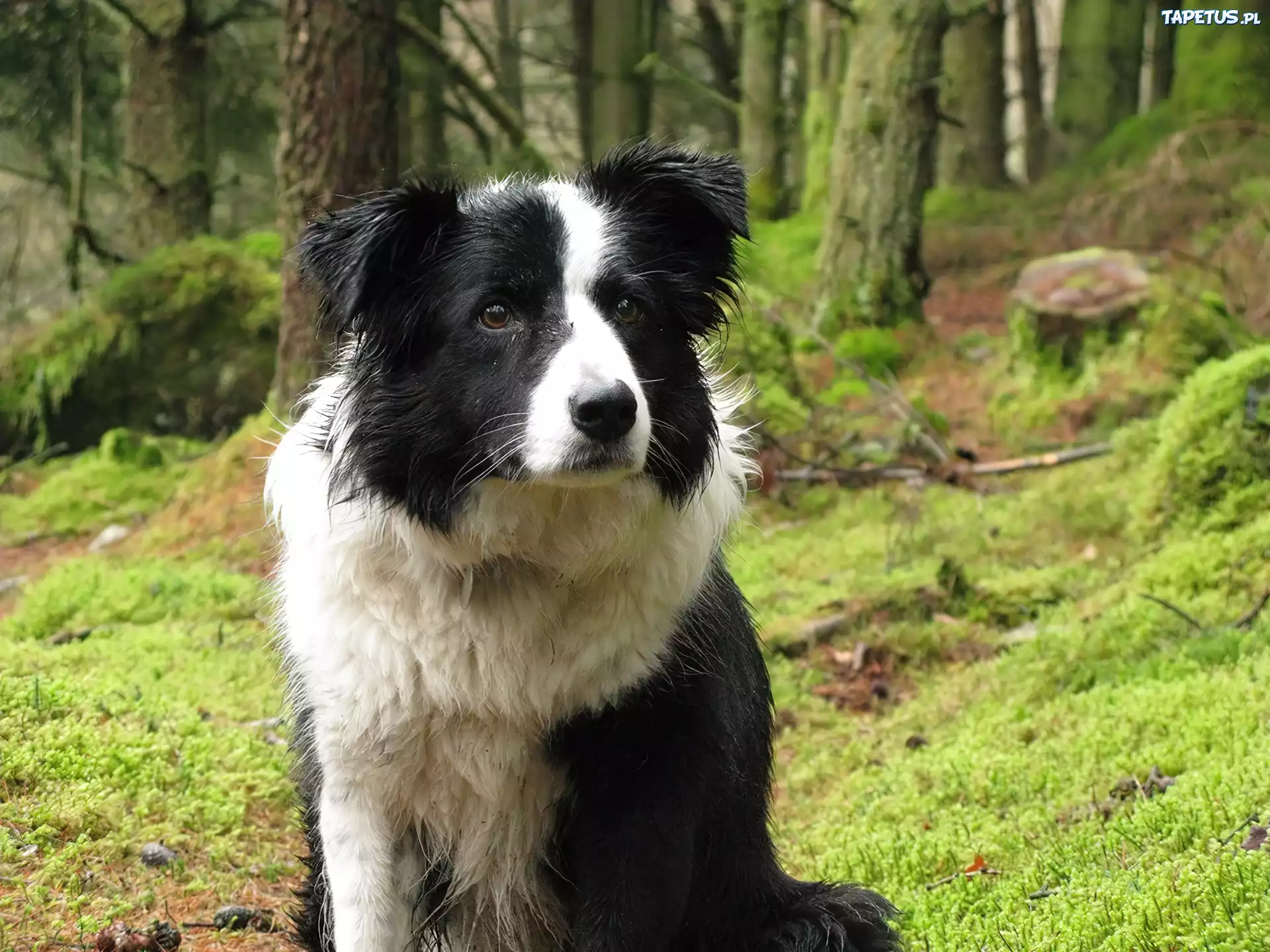 Border Collie