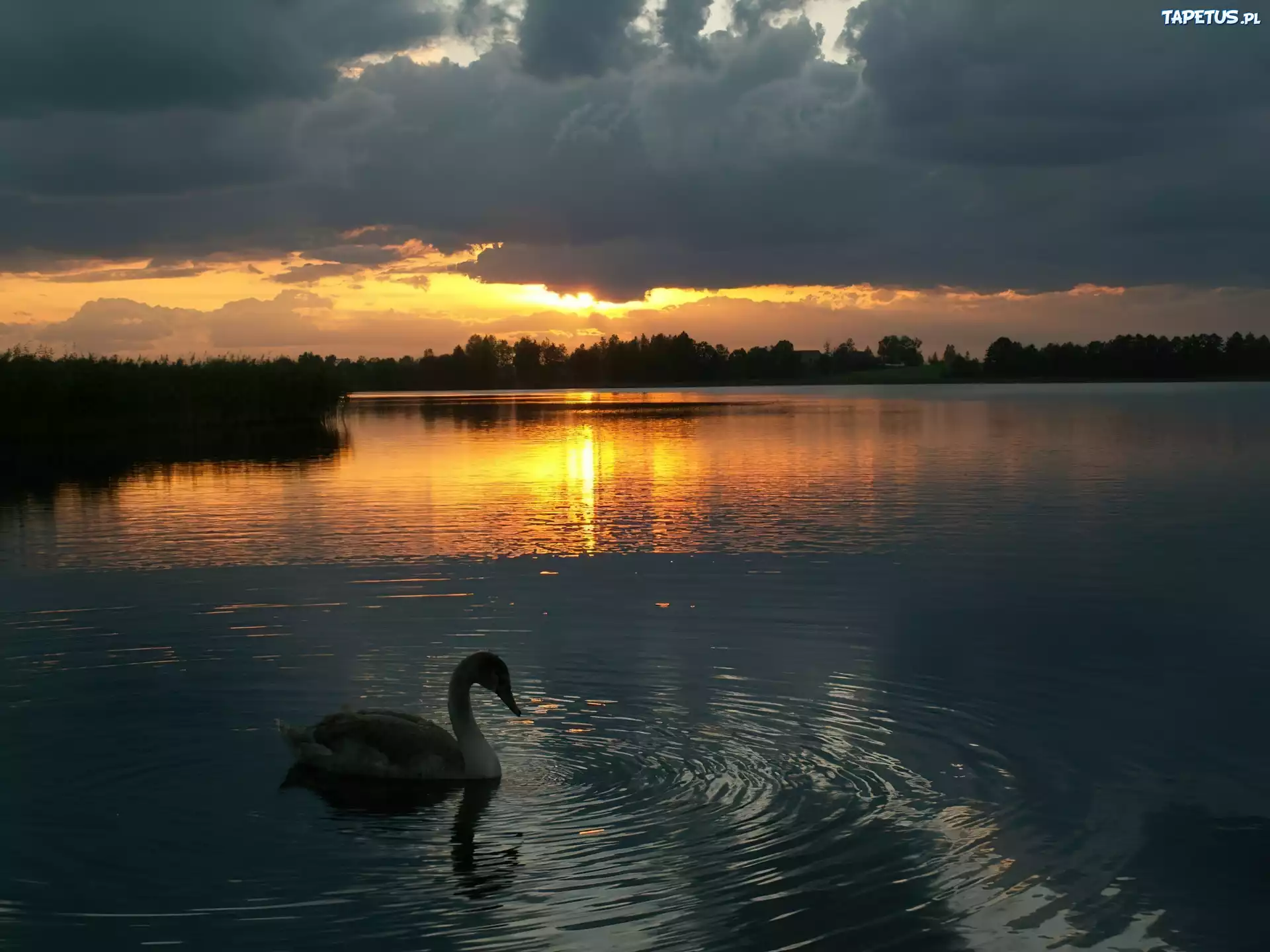 Łabędź, Jezioro, Zachód, Słońca