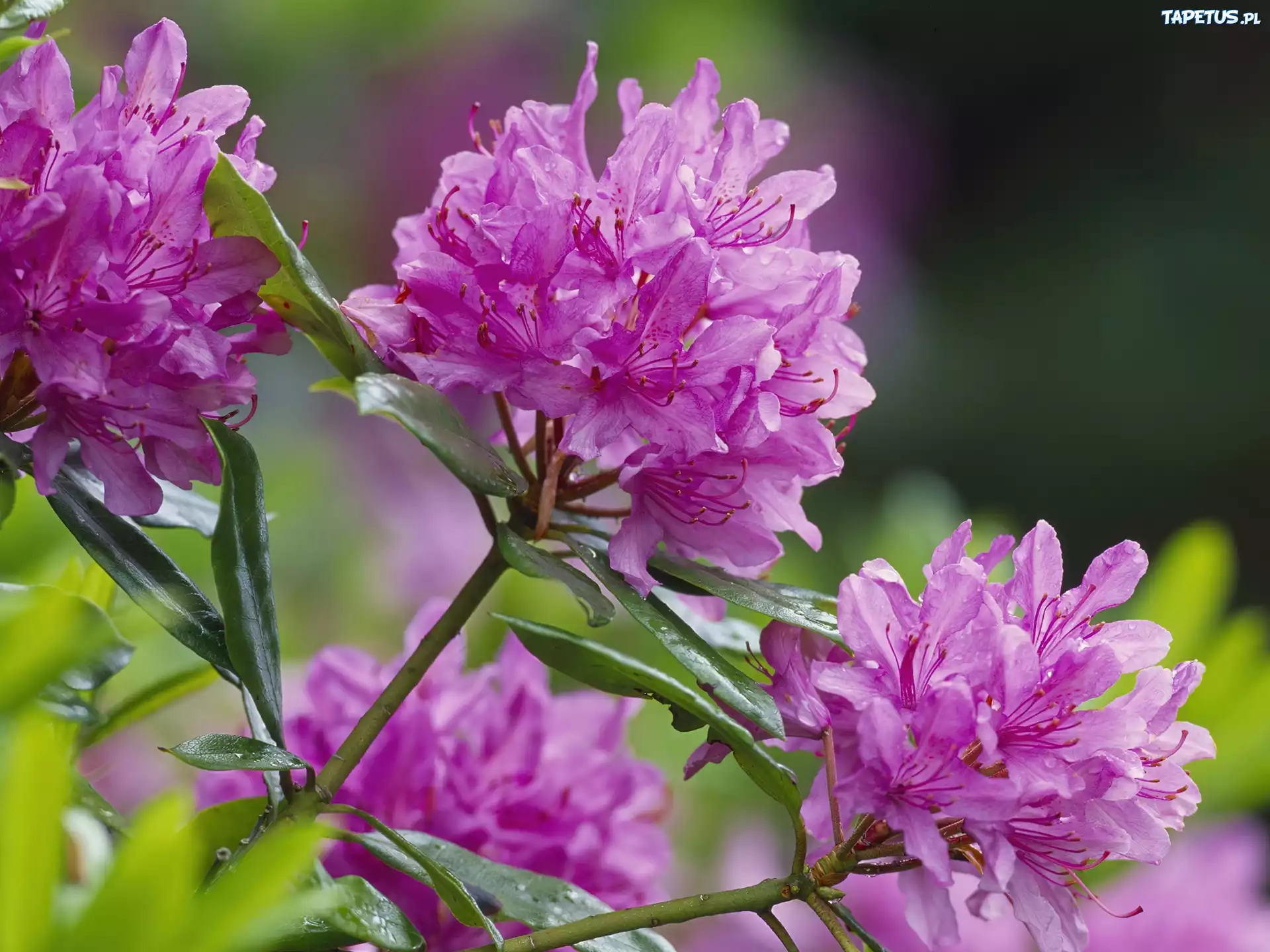 Rododendron, Narodowy Rezerwat Przyrody, Szkocja