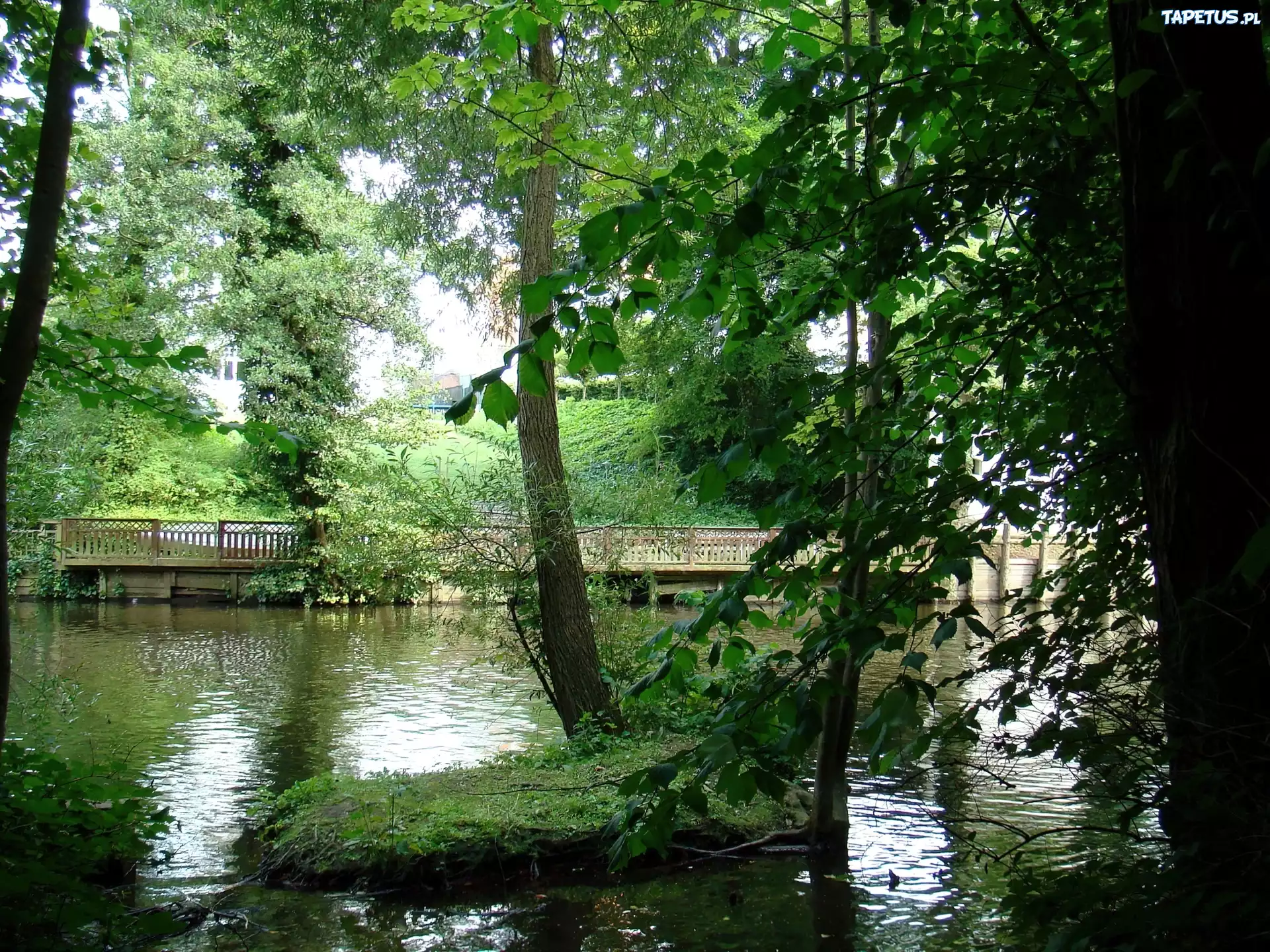Rzeka, Drzewa, Mostek