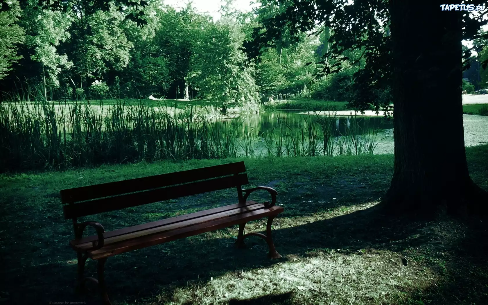 Park, Ławka, Staw, Drzewa