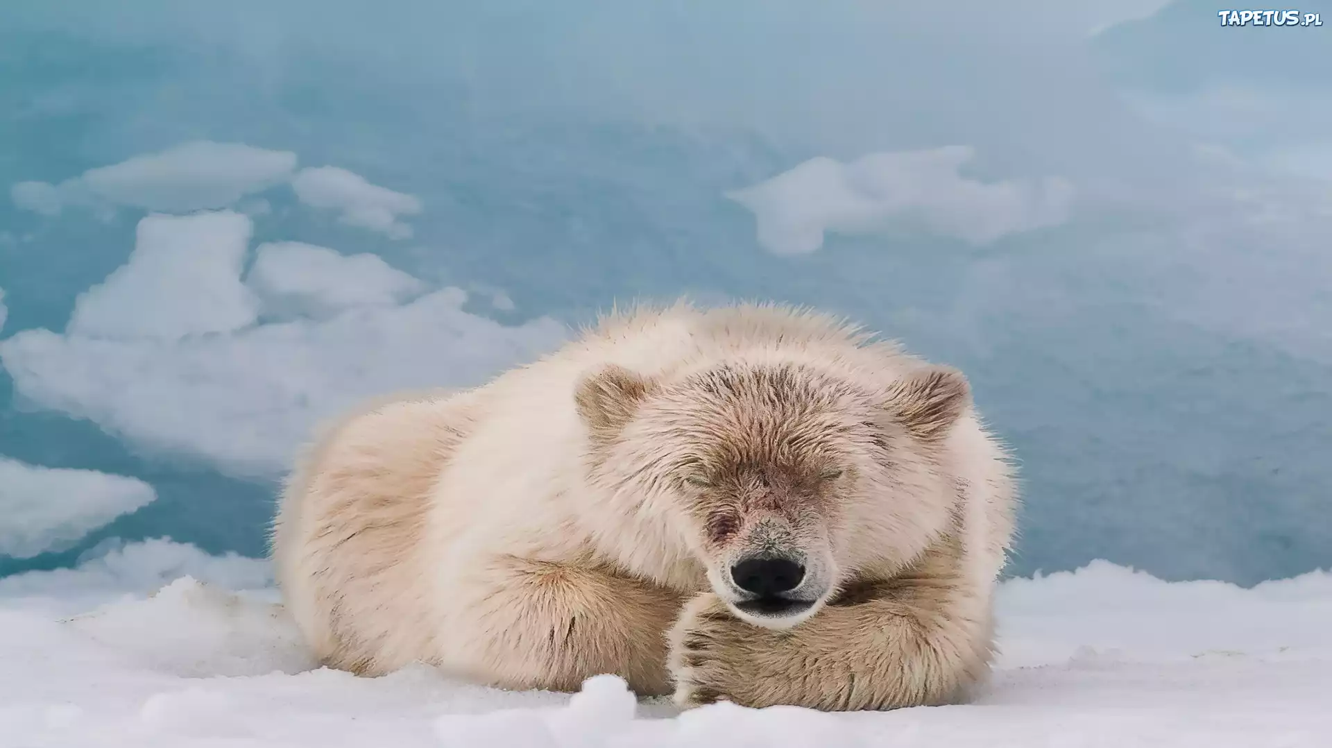 Miś, Polarny, Śnieg