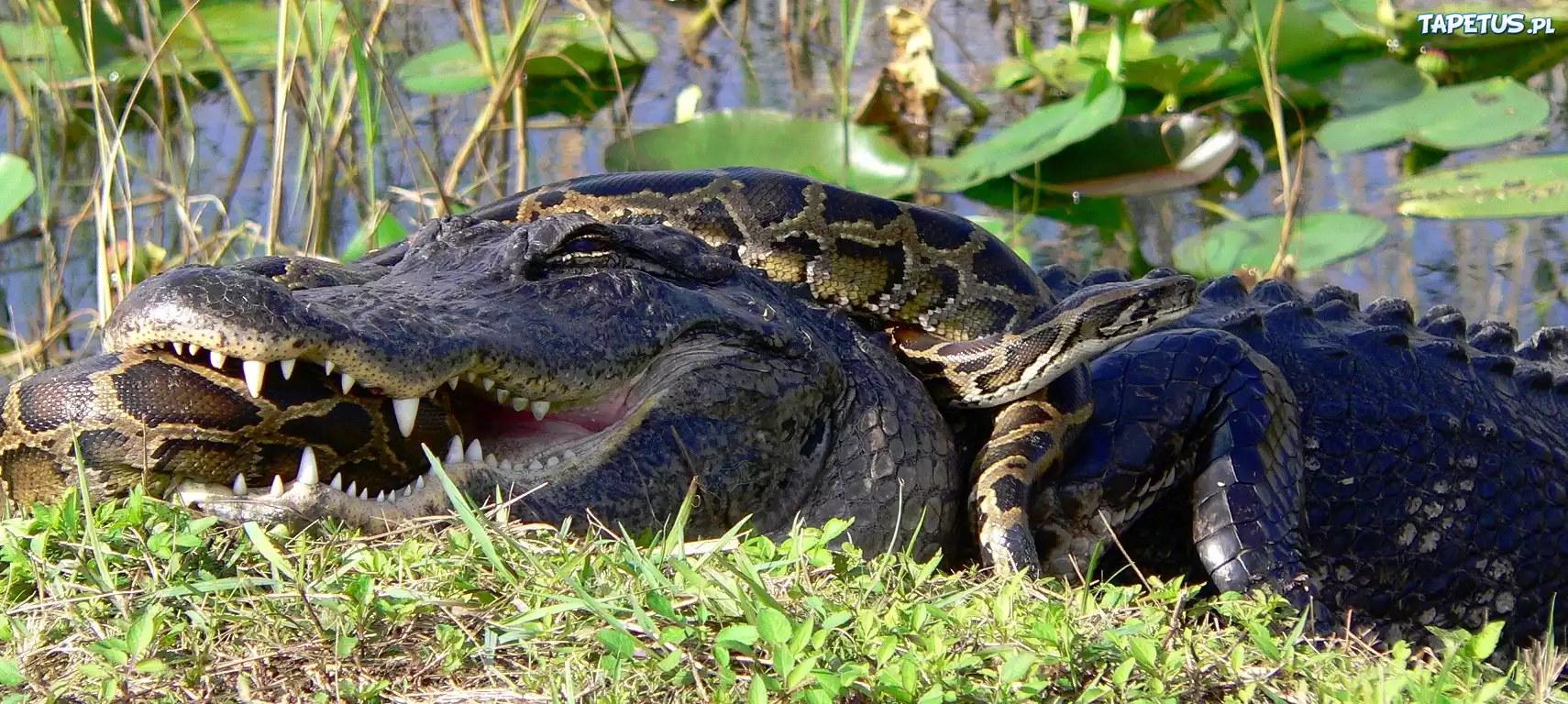 Starcie, Aligator, Pyton