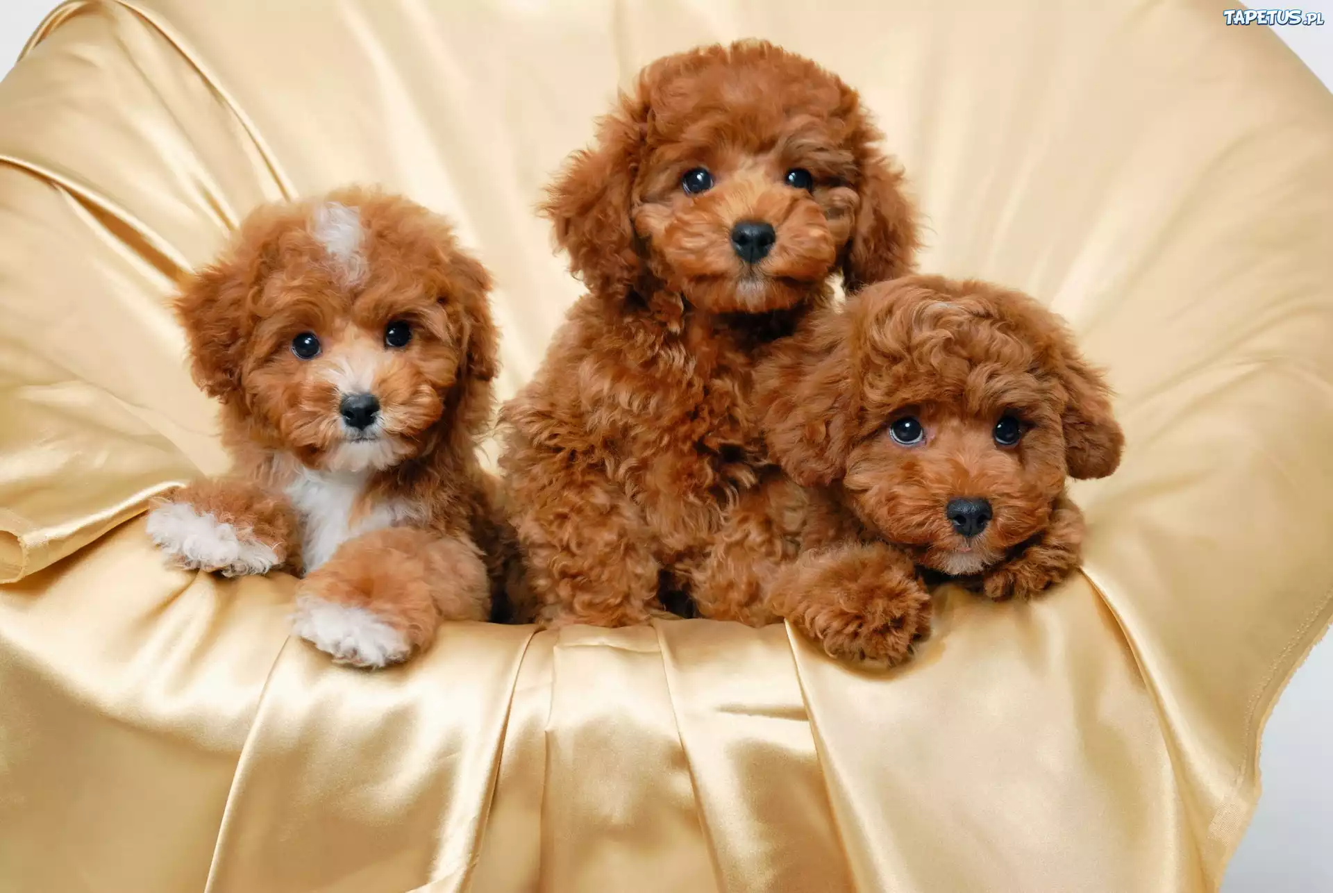 Trzy, Brązowe, Szczeniaczki, Bichon frise