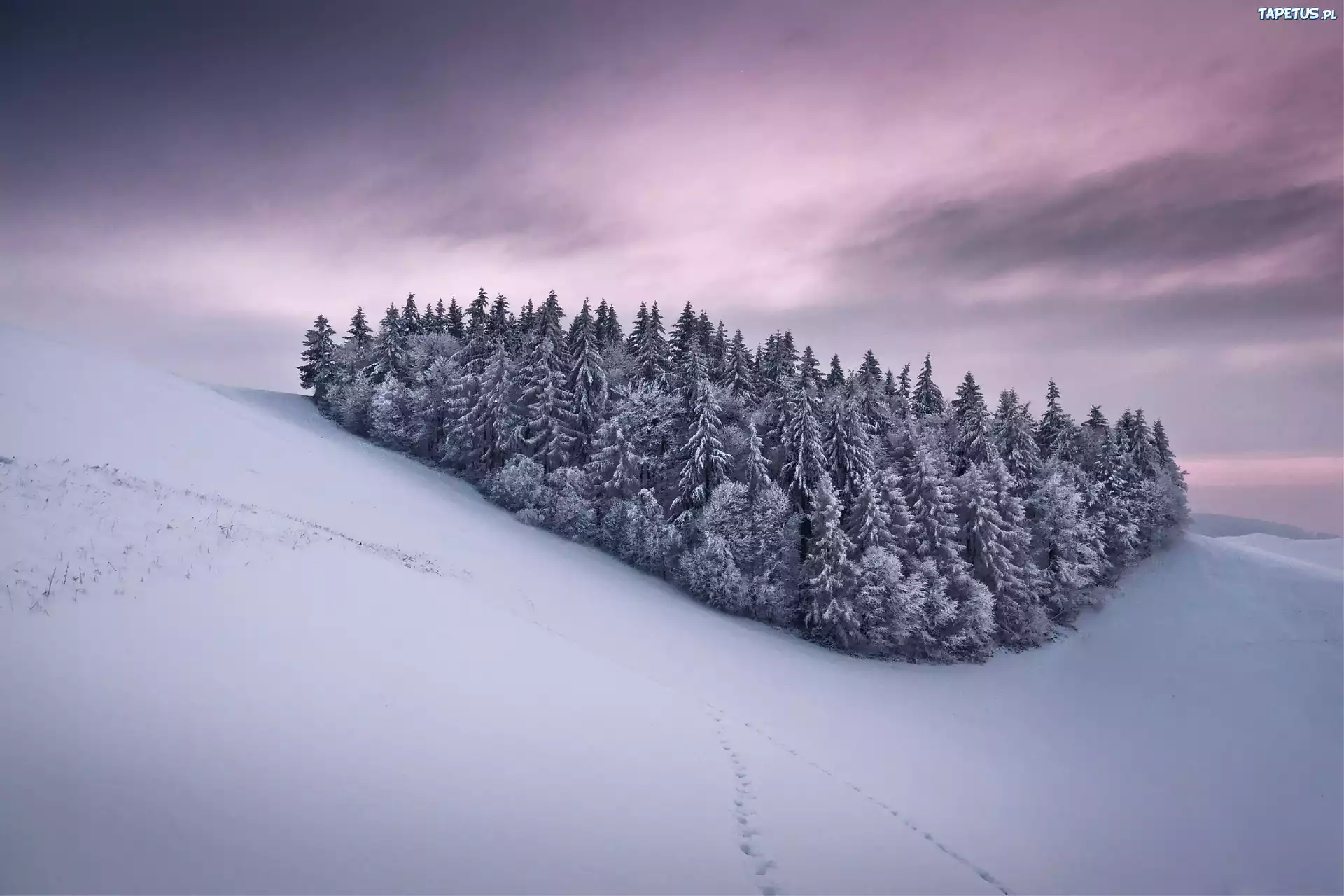Góry, Las, Zima