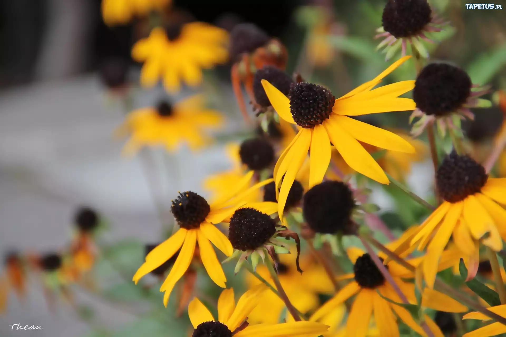 Rudbekia, Żółte, Kwiaty