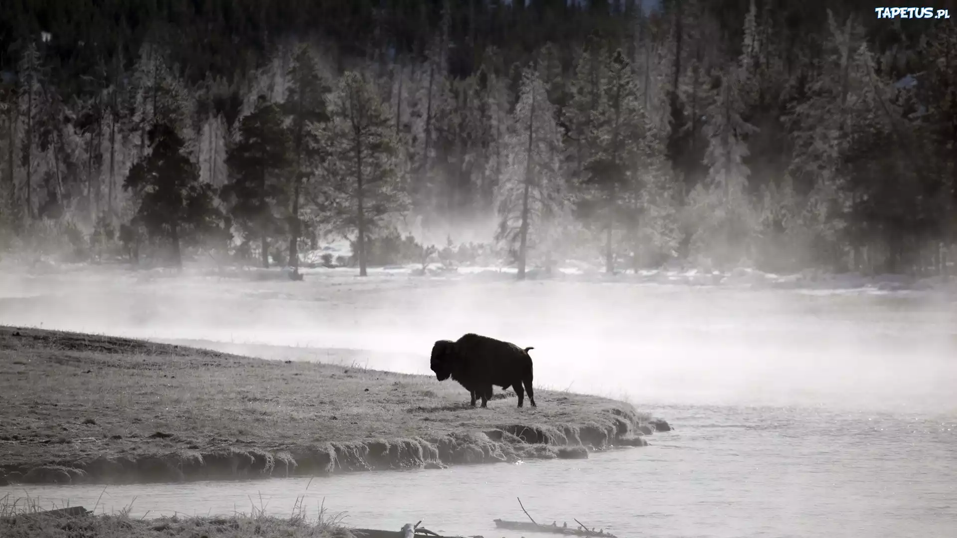 Bizon, Yellowstone National Park, Wyoming