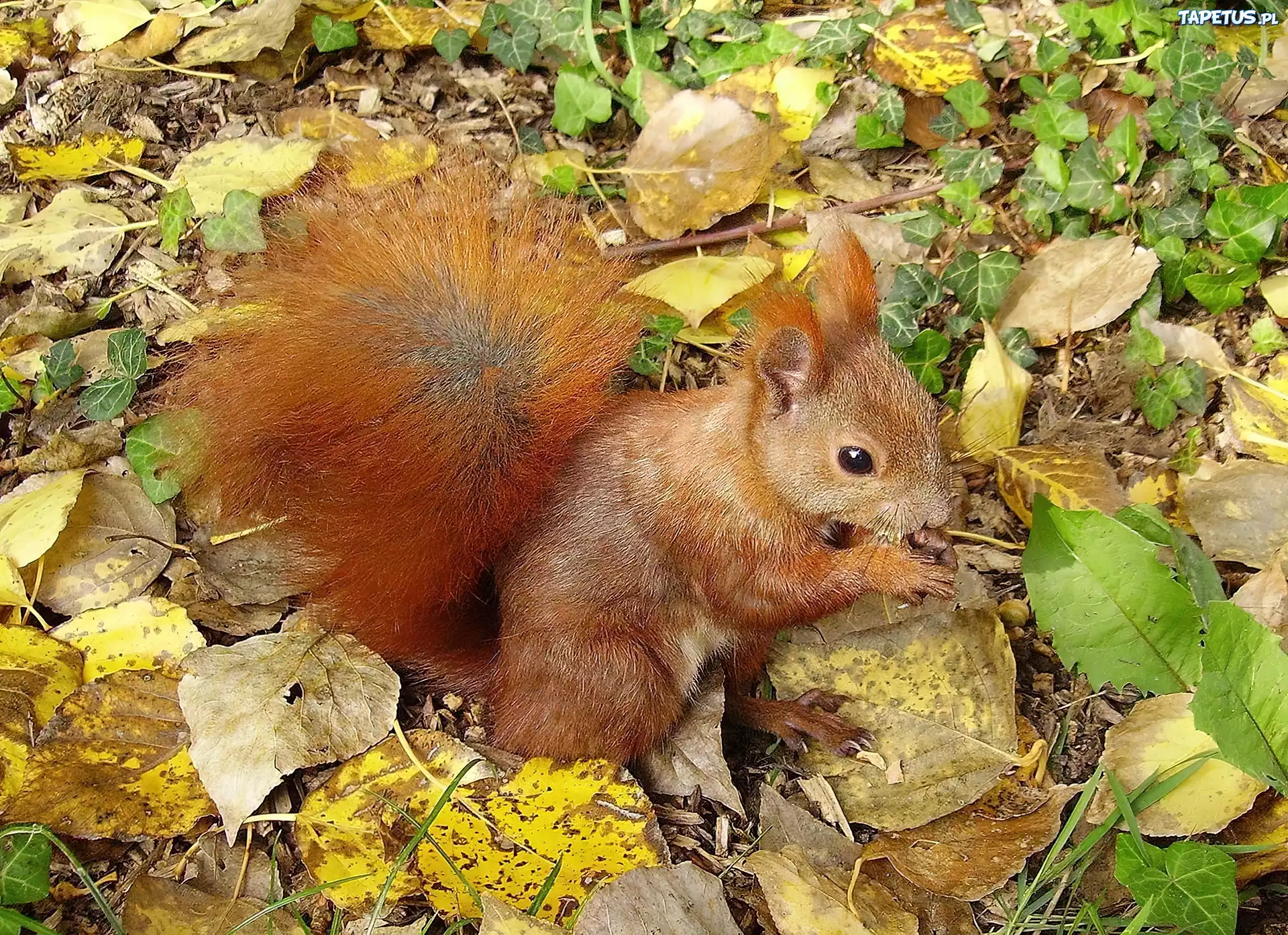 Wiewiórka, Liście