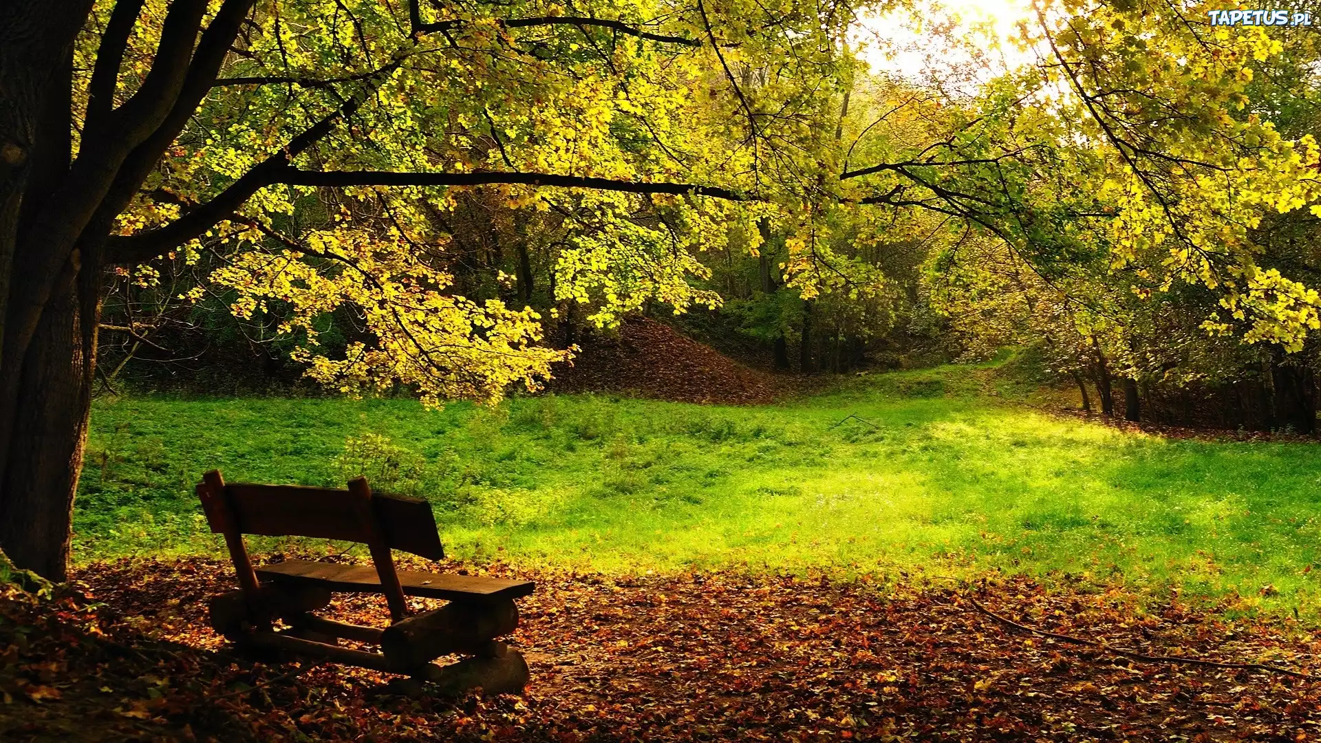 Drzewa, Drewniana, Ławka, Park