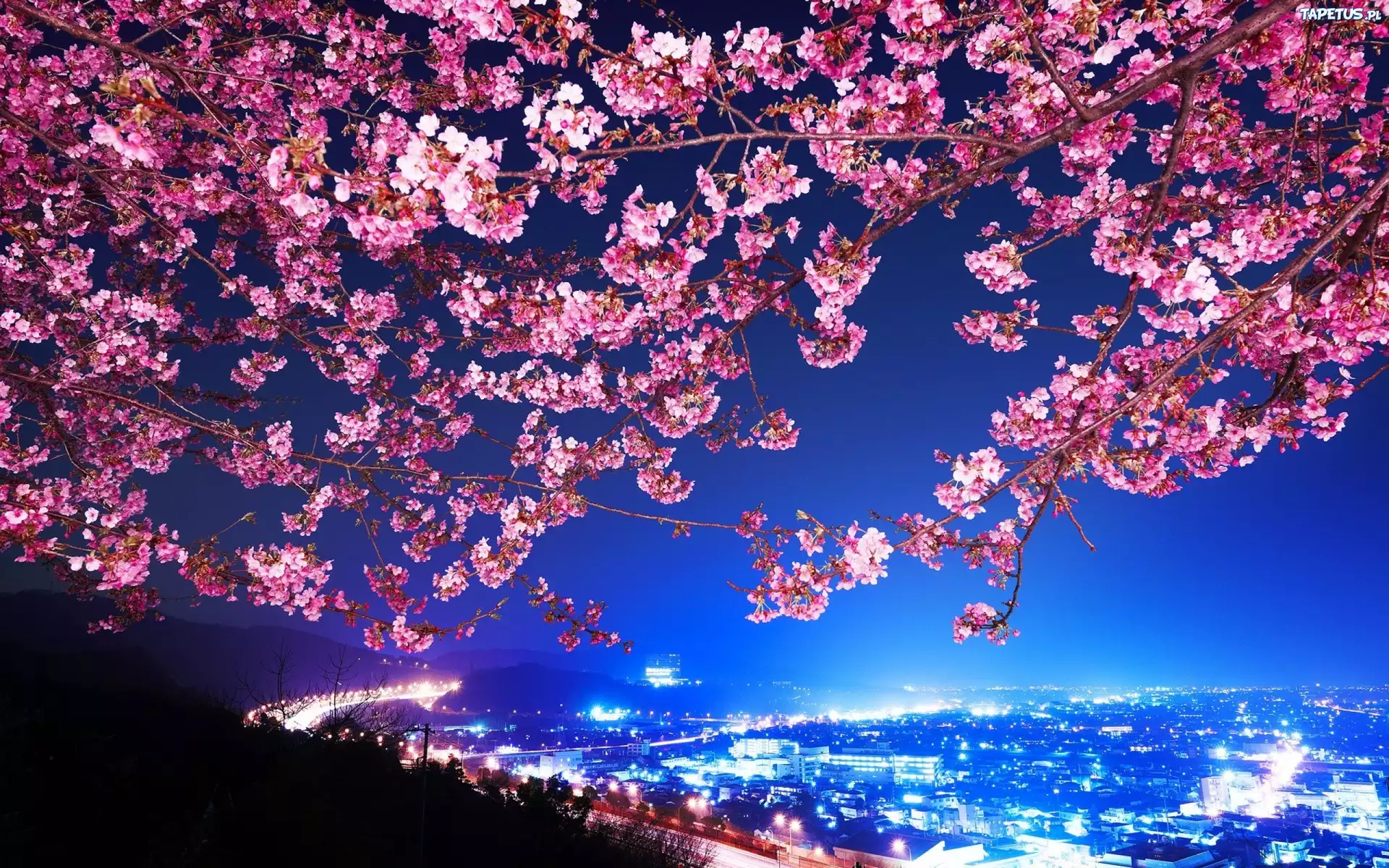 Kwitnąca, Wiśnia, Miasto, Nocą Japonia