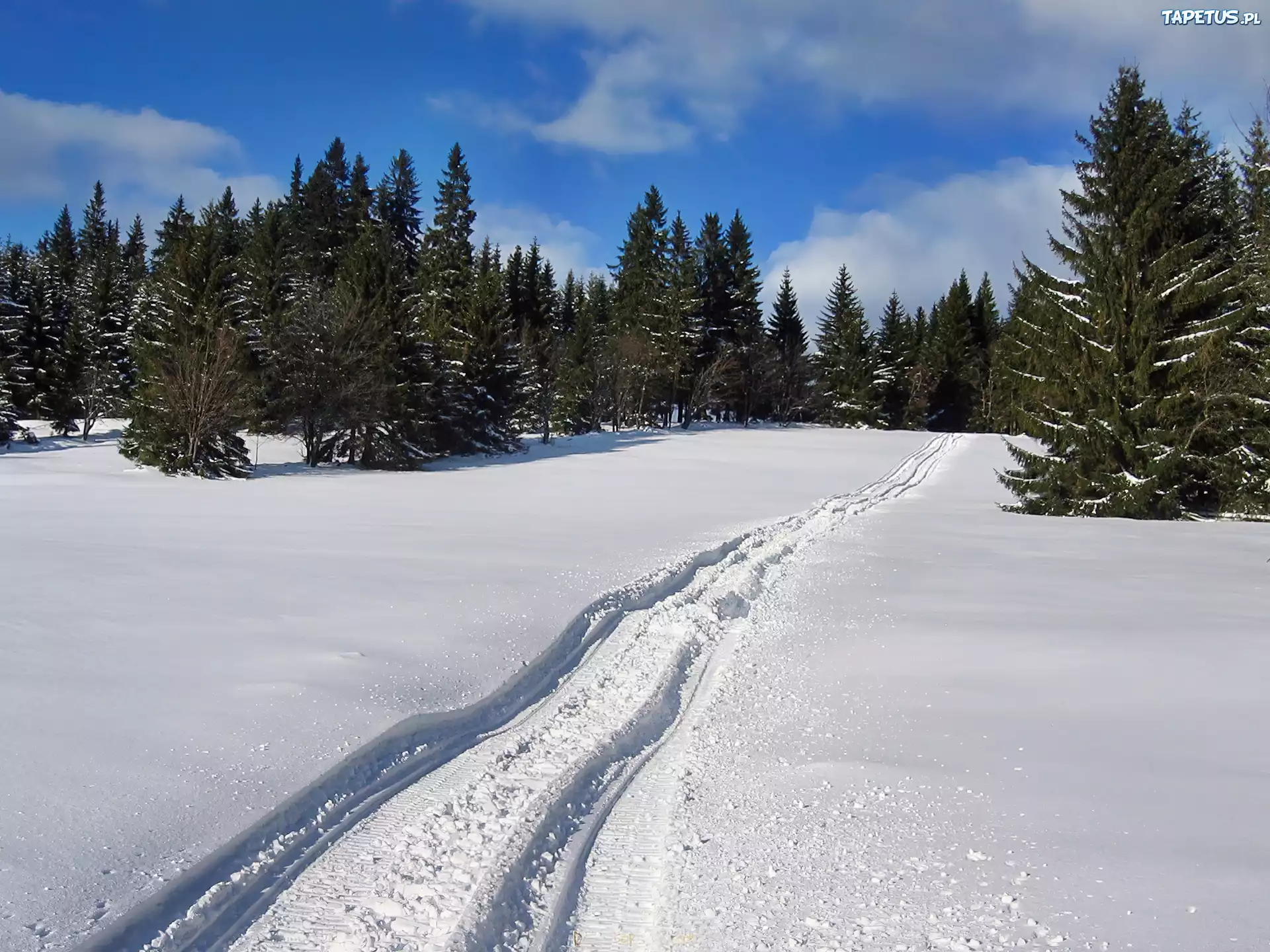 Las, Śnieg, Koleiny