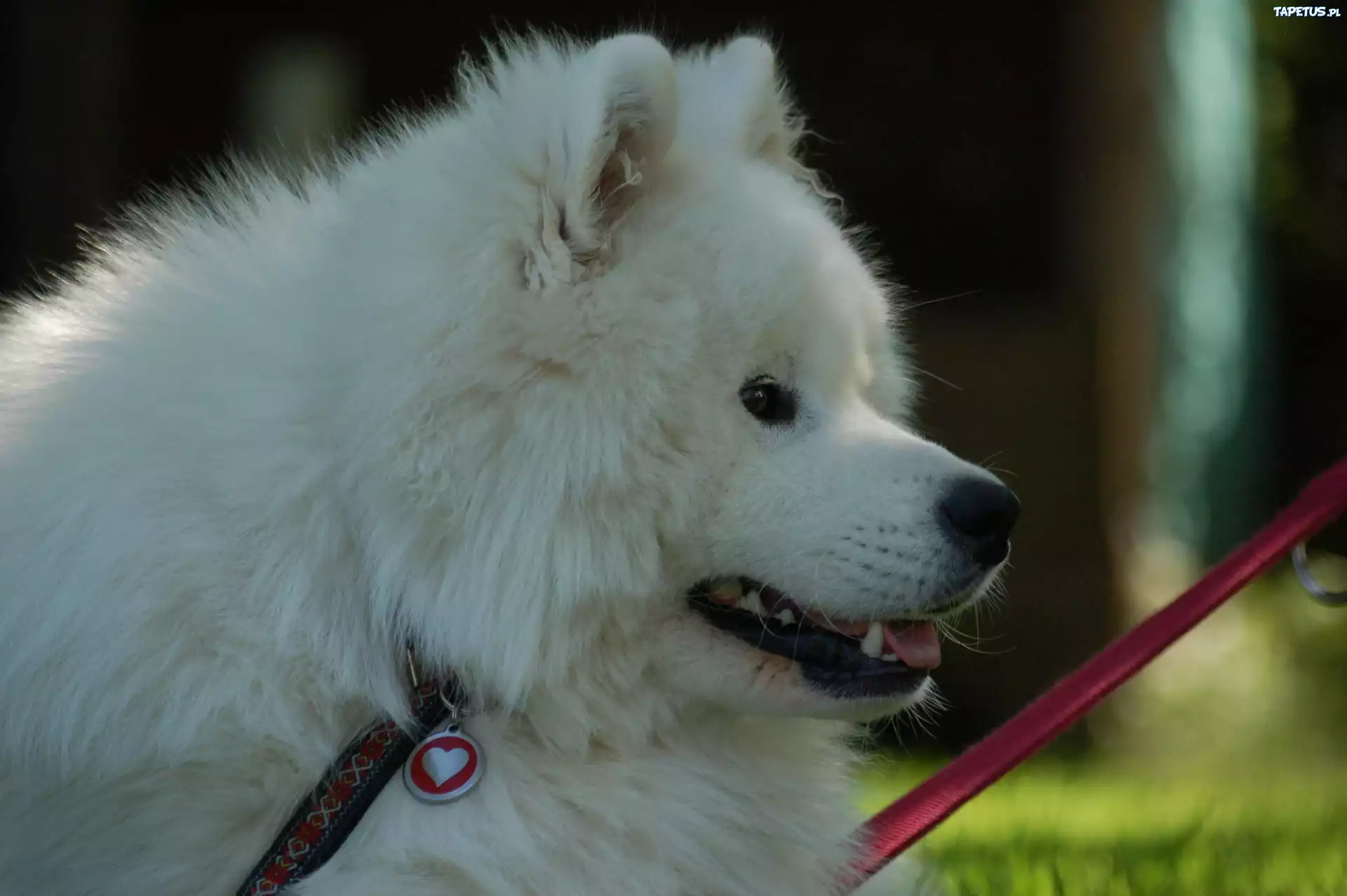 Samojed, serduszko, smycz