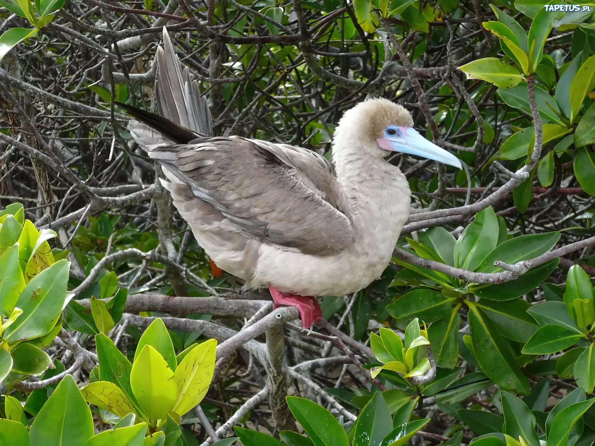 Ptak, Red Stąpający Booby, Gałązki, Liście