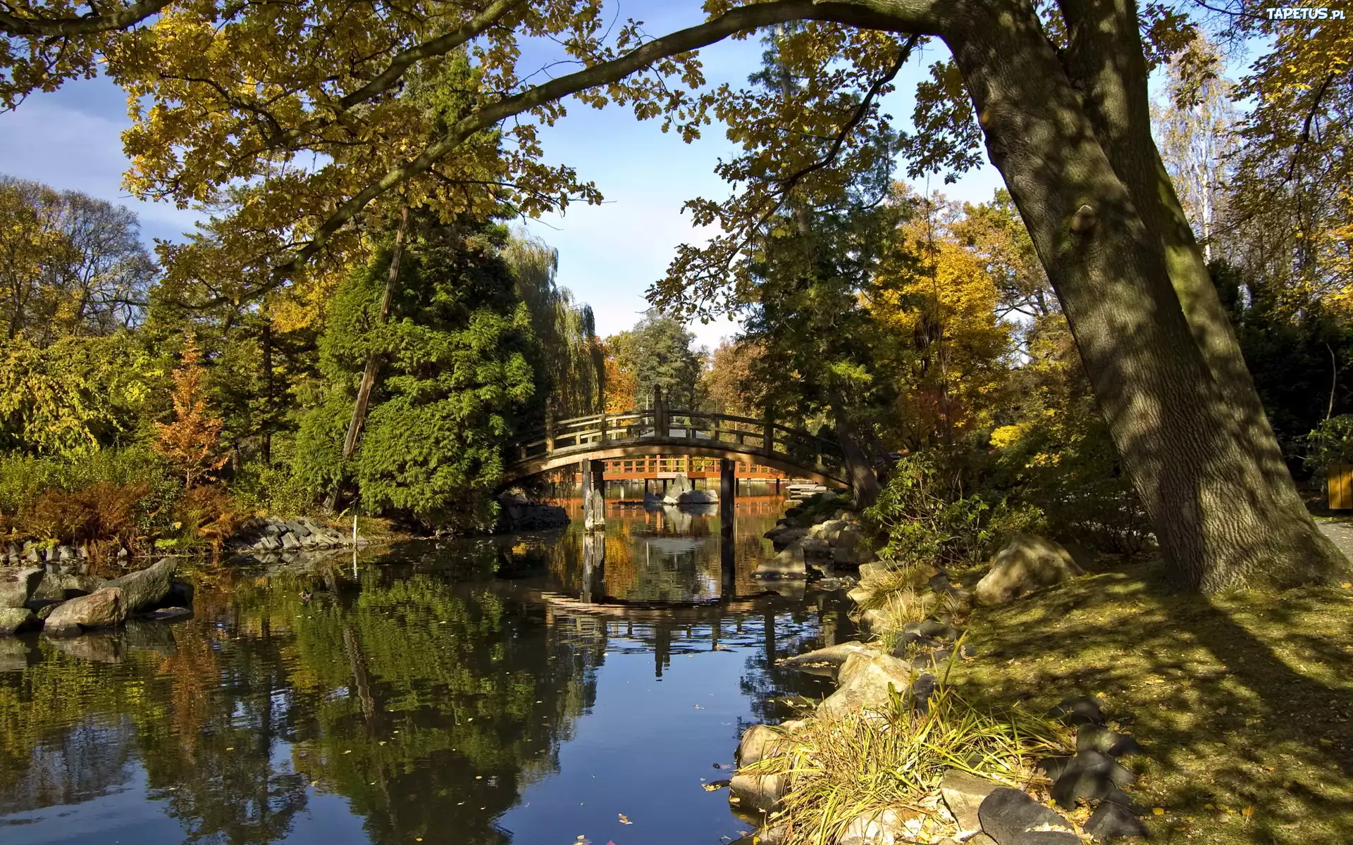 Rzeka, Mostek, Stare, Drzewa, Park