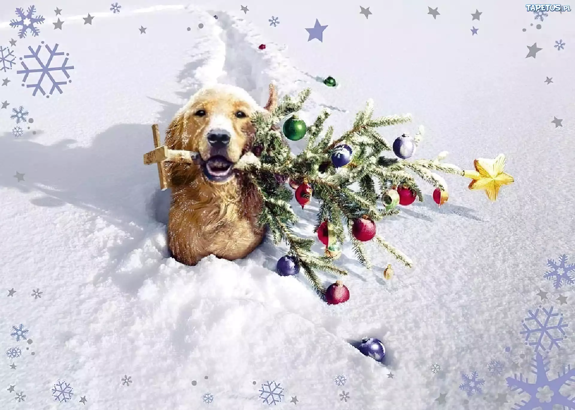 Год собаки начнется. Новогодняя собака. С новым годом собаки. Новогодние открытки с собаками. Собака и елка.