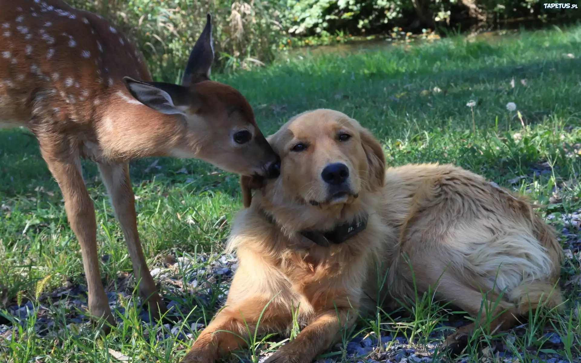 Pies, Sarna, Trawa, Labrador Retriever