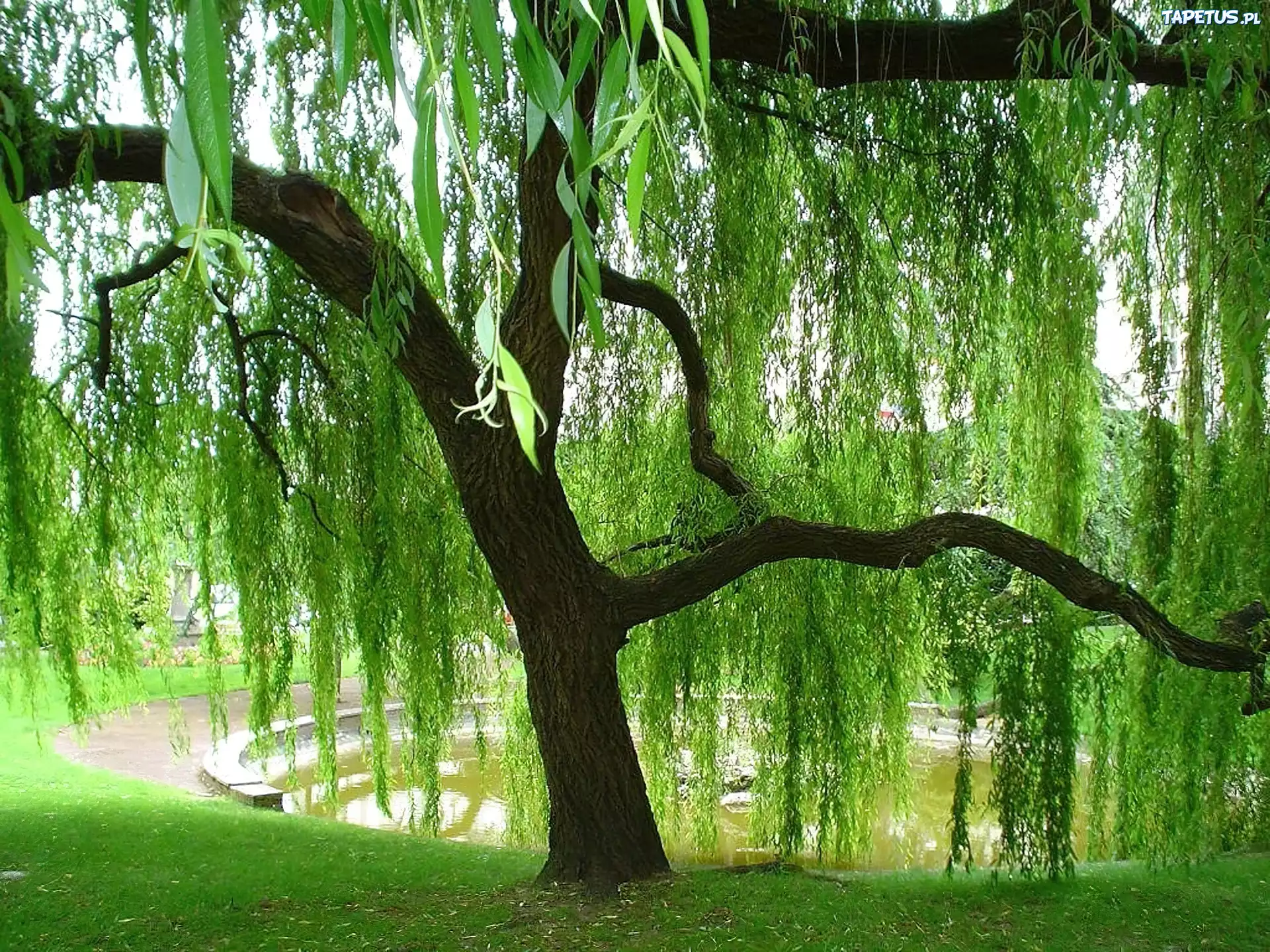 Piękna, Wierzba