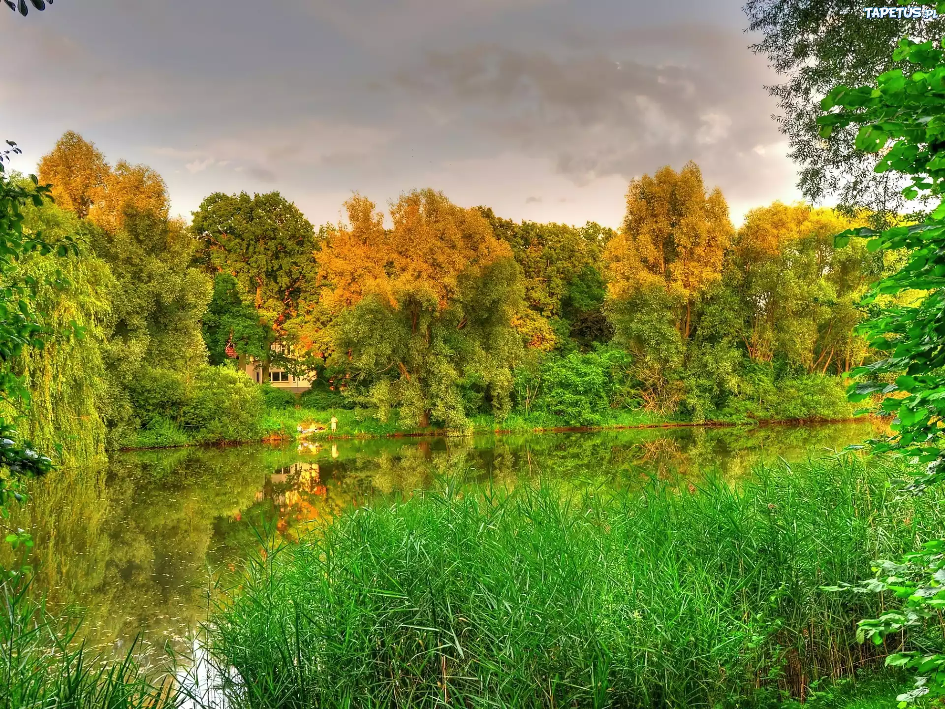 Jesień, Las, Jezioro, Trawy