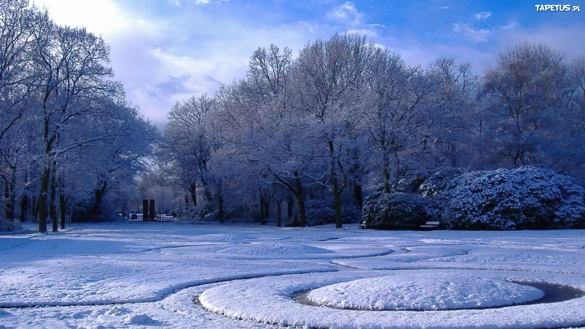 Park, Drzewa, Krzewy, Zima