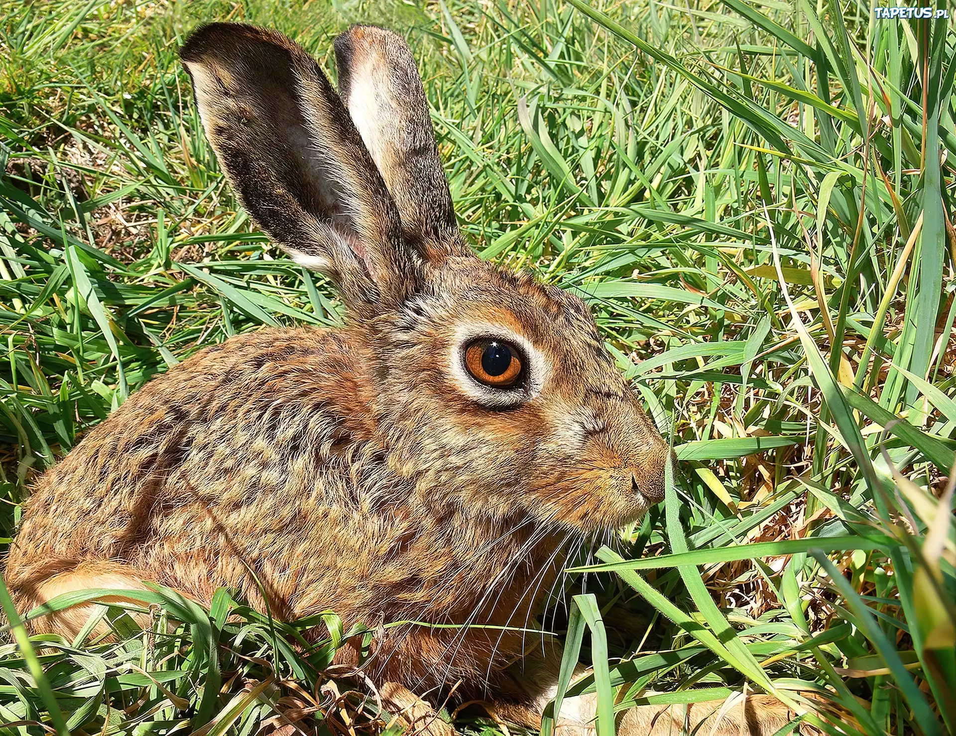 У зайца русака глаза коричневые. Lepus capensis. Капский заяц. Юньнаньский заяц. Заяц фото.