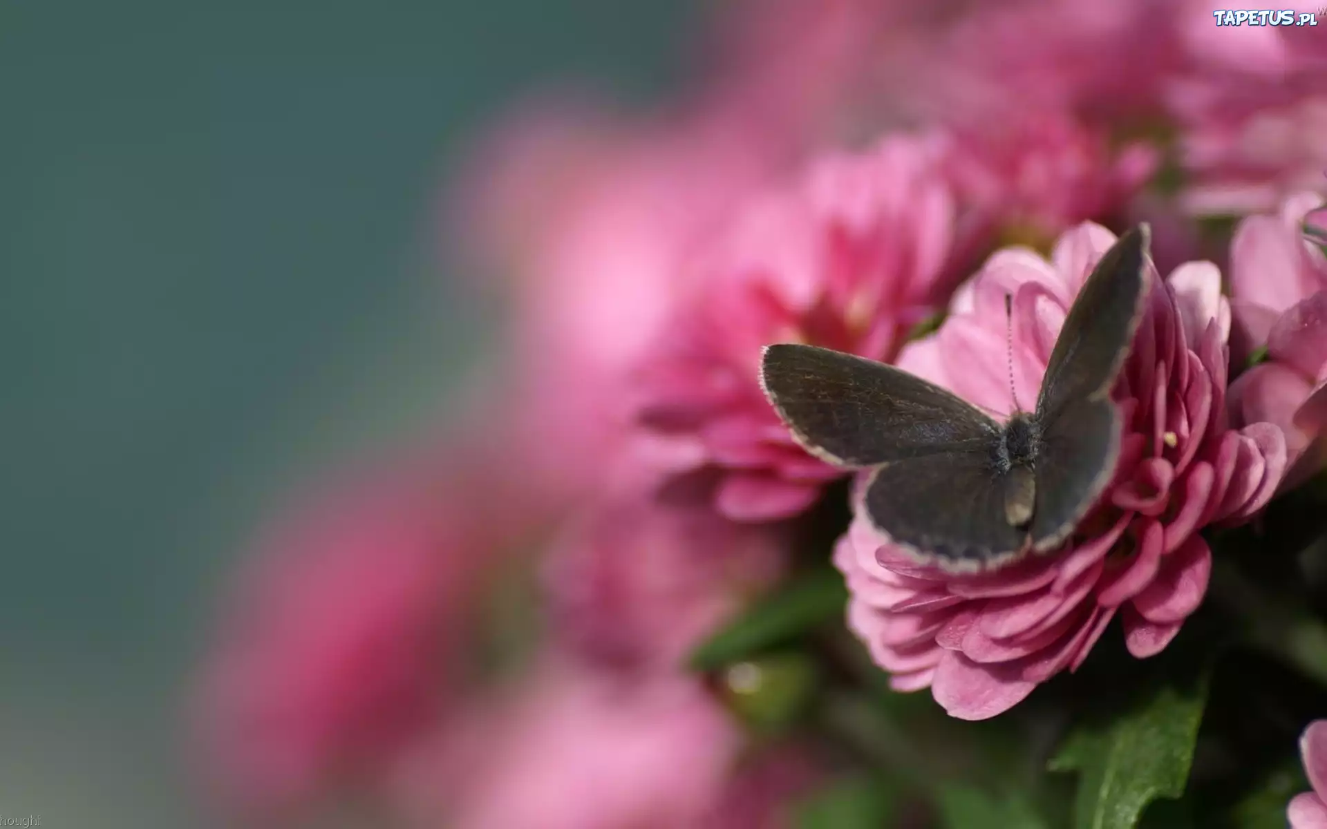 Różowe, Kwiaty, Motyl, Głębia, Ostrości
