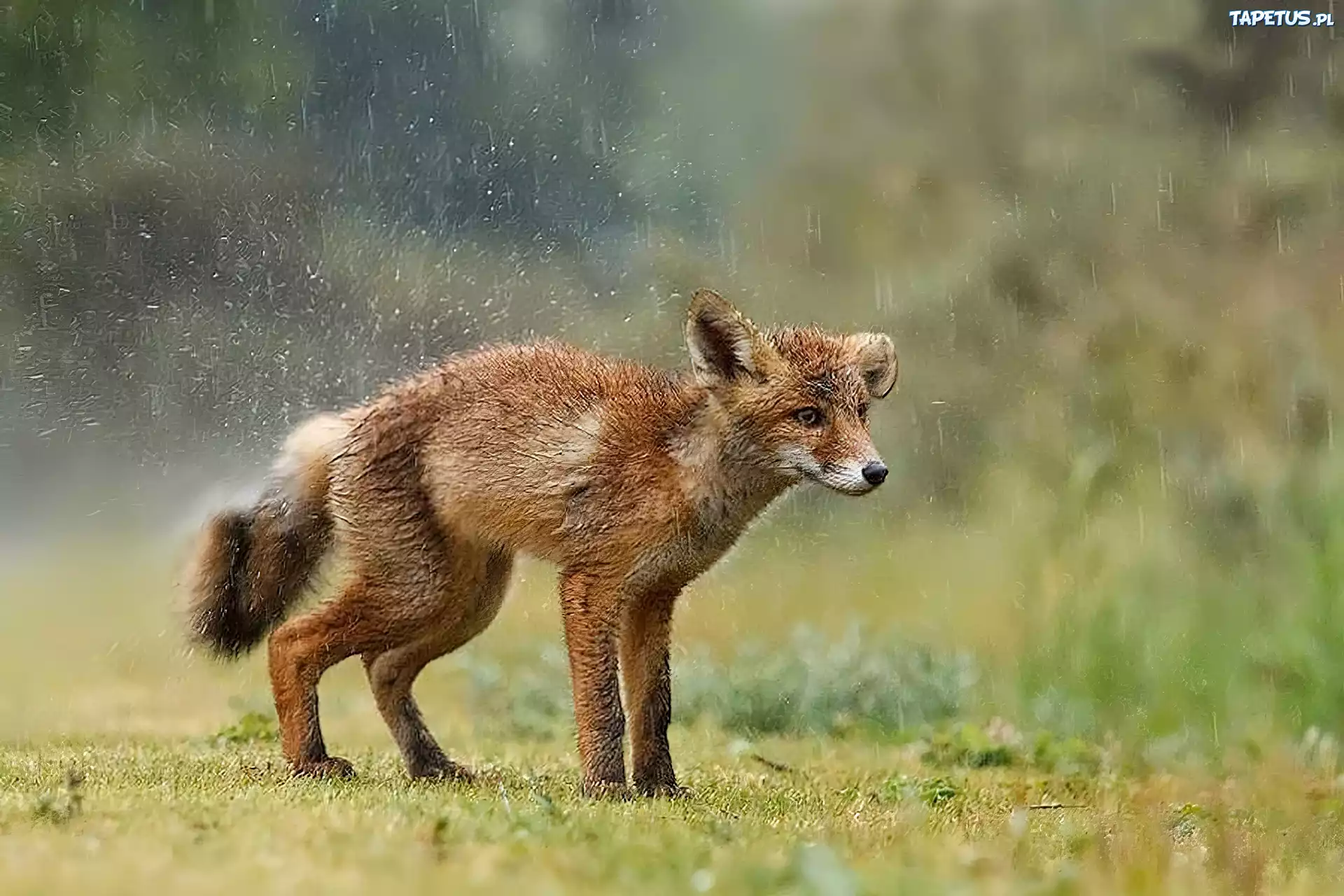 Под fox. Лиса в дикой природе. Дикая лисица. Мокрая лиса.