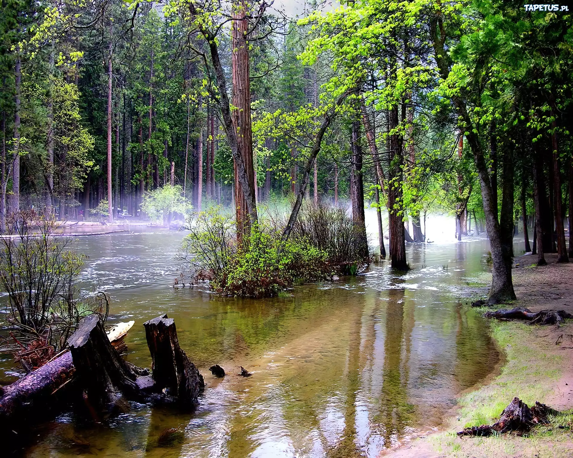Rozlana, Rzeka, Las