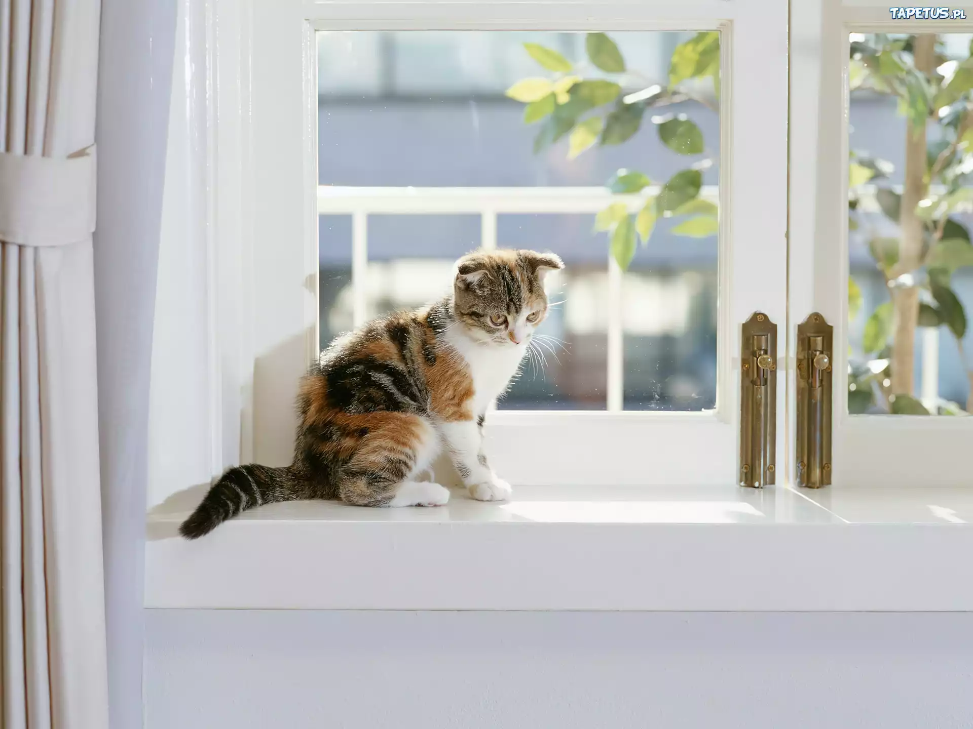 Котенок на окне без смс
