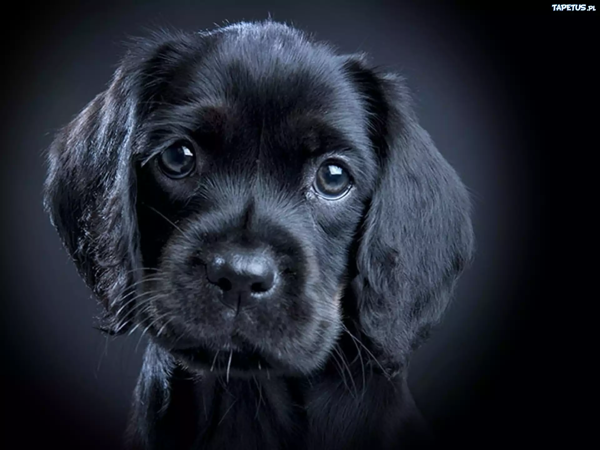 Mały, Czarny, Szczeniaczek, Labrador Retriever