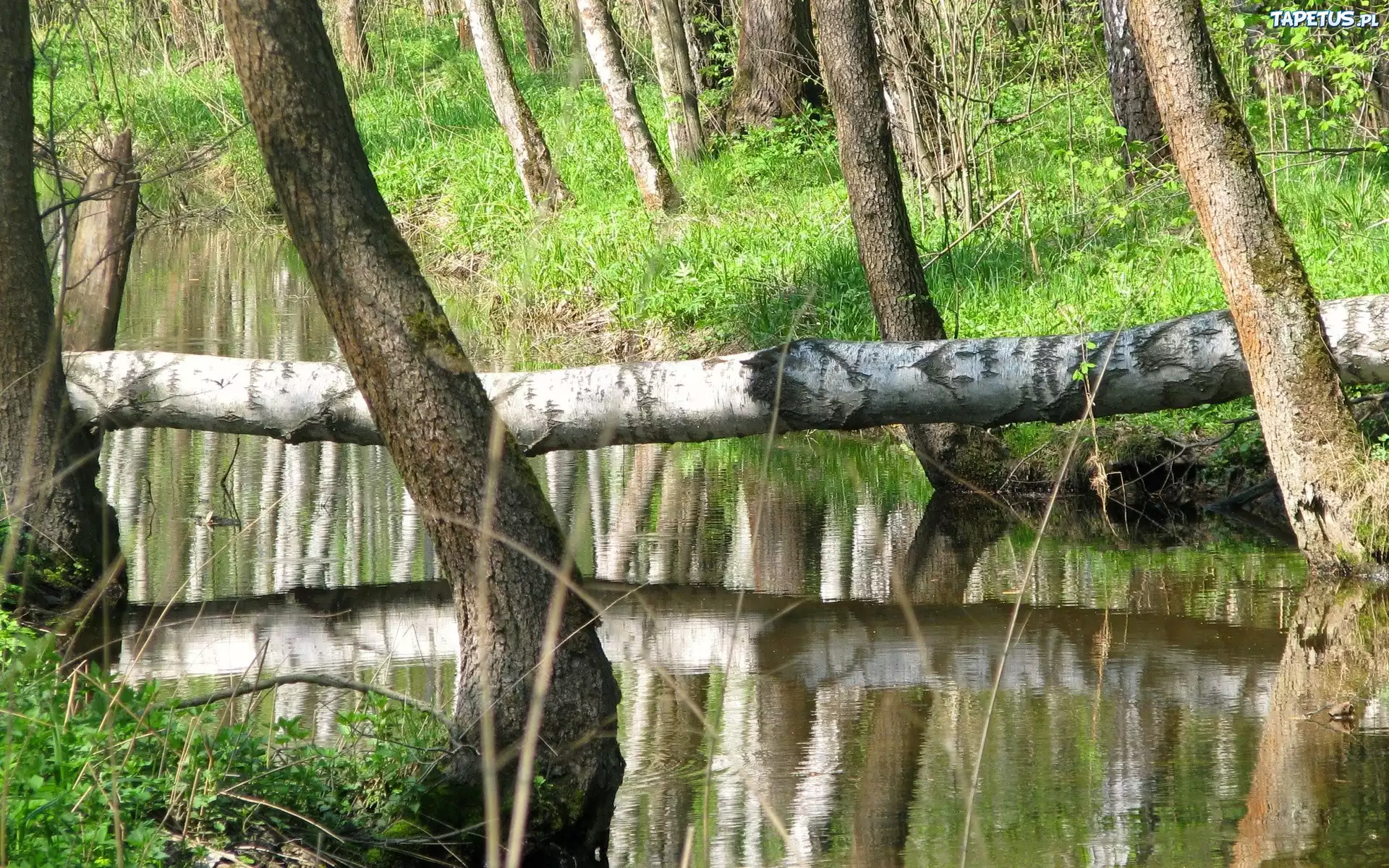 Drzewa, Trawa, Rzeka
