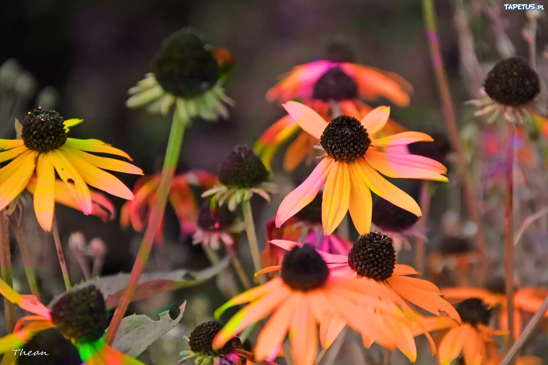 Rudbekia, Kolory
