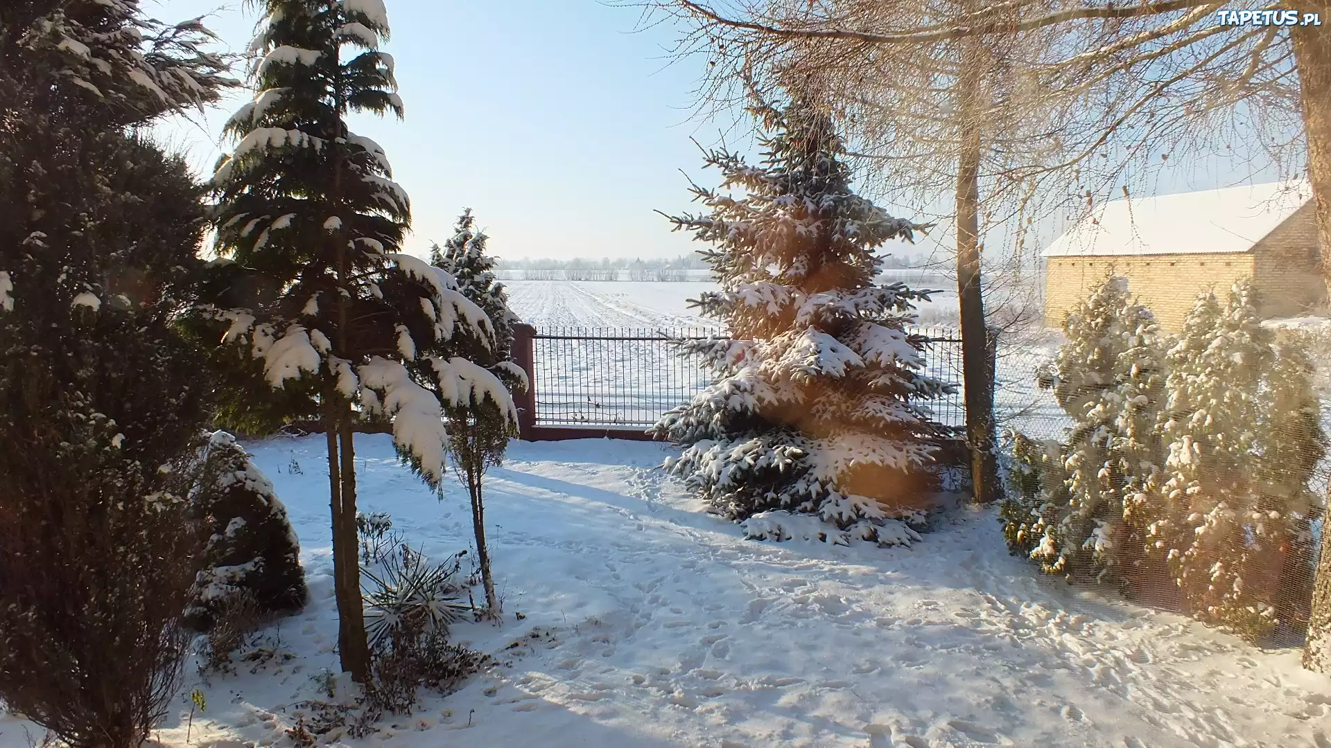 Drzewa, Śnieg, Płot